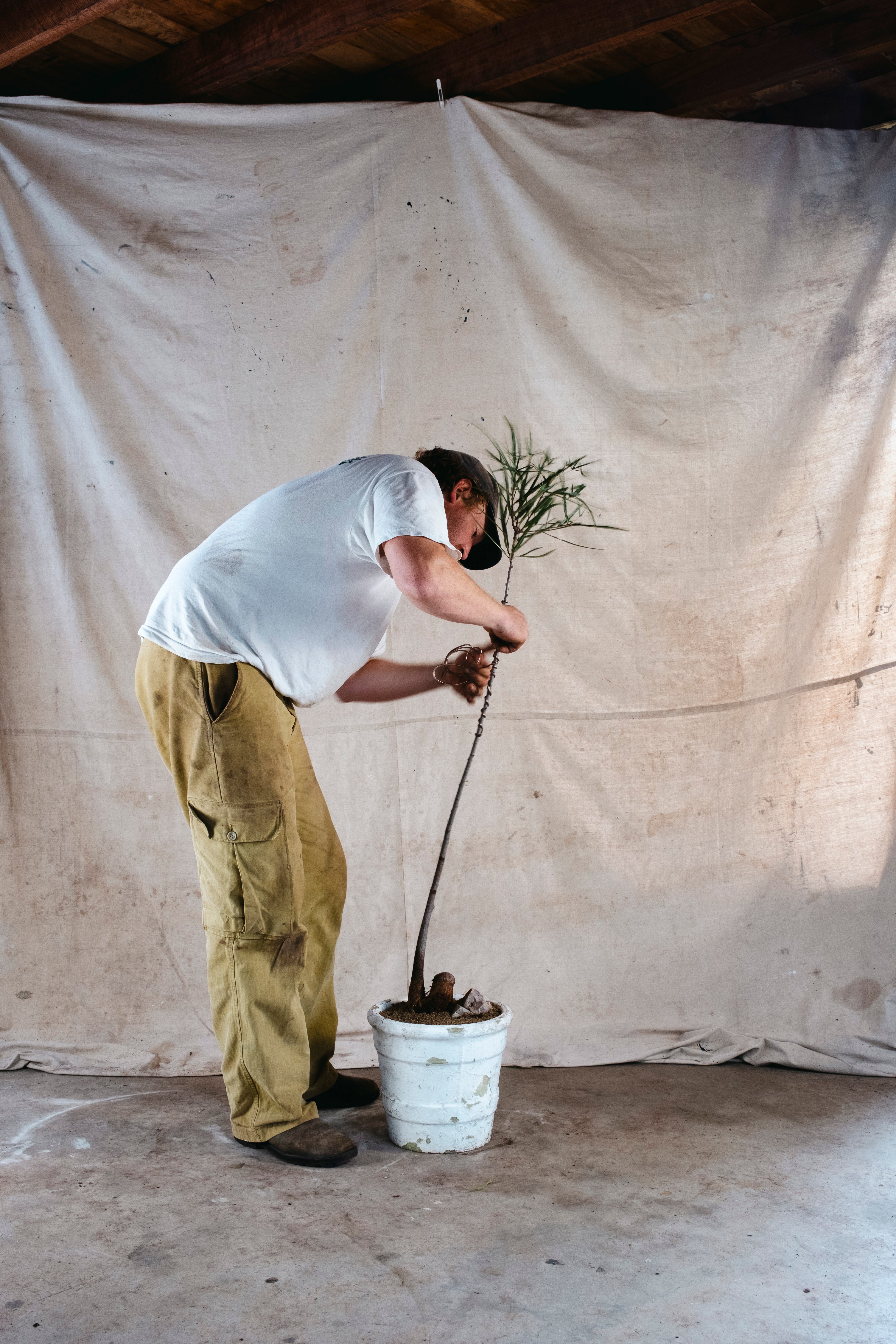 BRACHYCHITON RUPESTRIS Queensland Bottle Tree | 1.5m Wired Specimen in Mid Century Planter