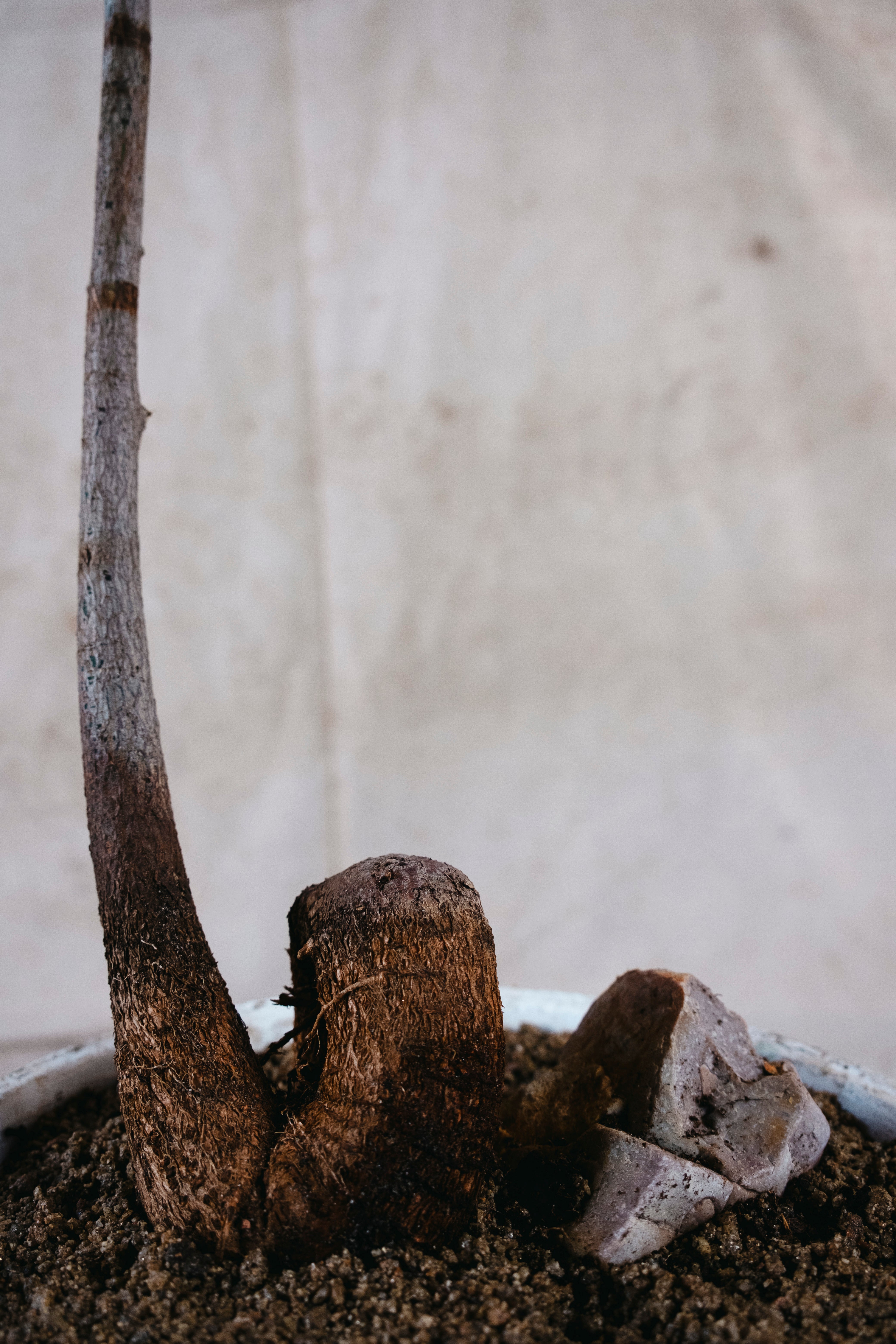 BRACHYCHITON RUPESTRIS Queensland Bottle Tree | 1.5m Wired Specimen in Mid Century Planter