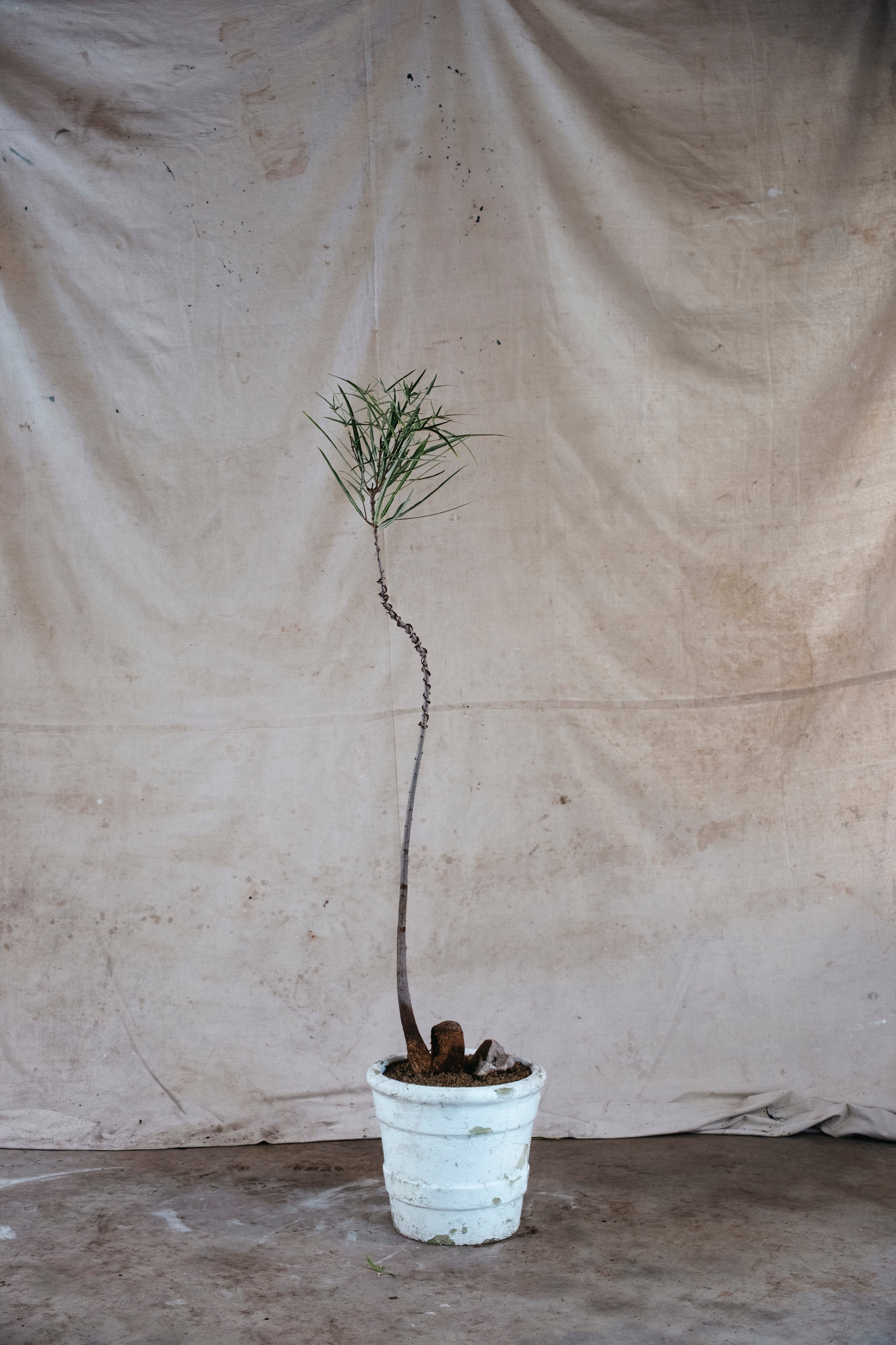 BRACHYCHITON RUPESTRIS Queensland Bottle Tree | 1.5m Wired Specimen in Mid Century Planter