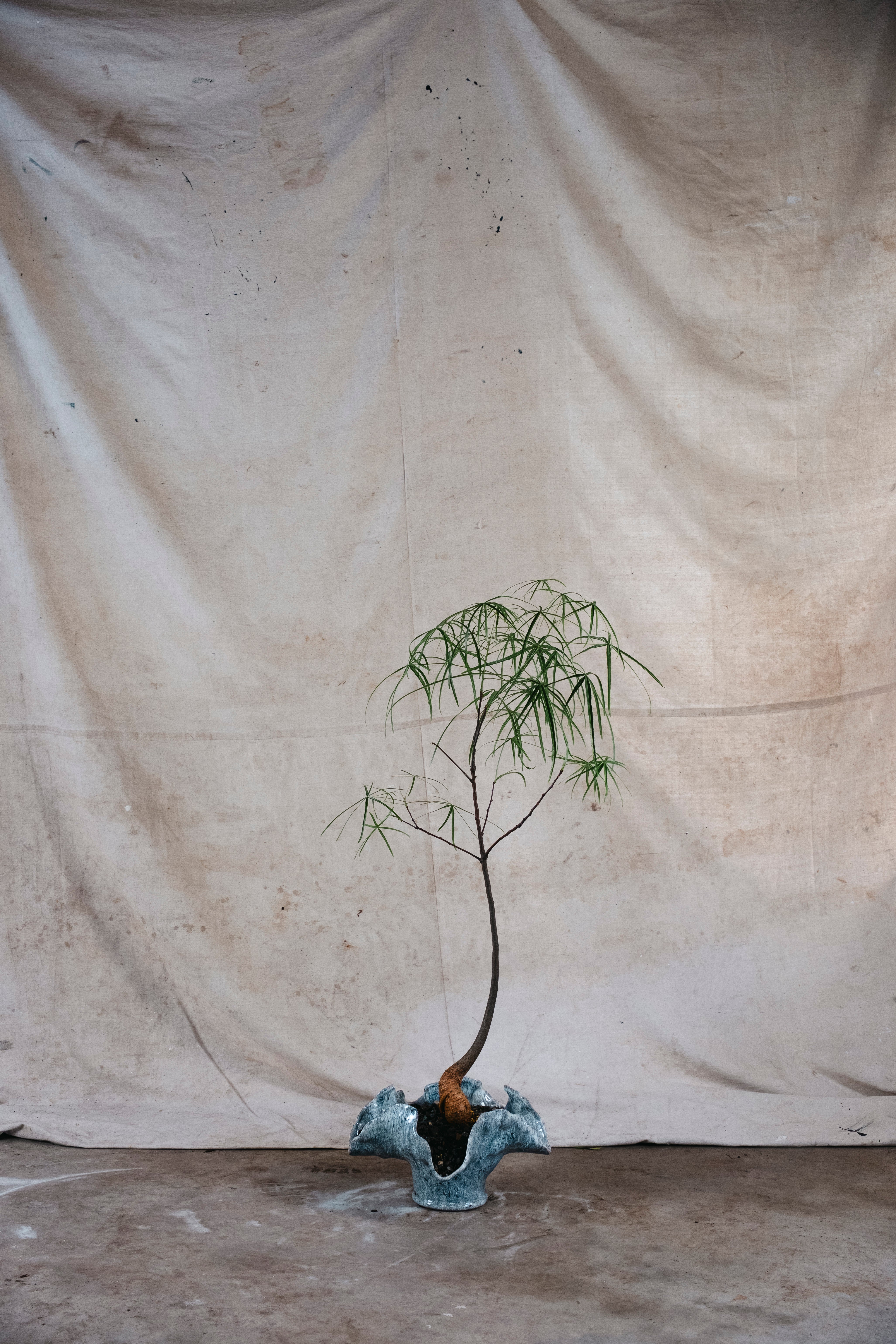 BRACHYCHITON RUPESTRIS Queensland Bottle Tree | 1.4m Architectural Specimen in Ceramic Vessel