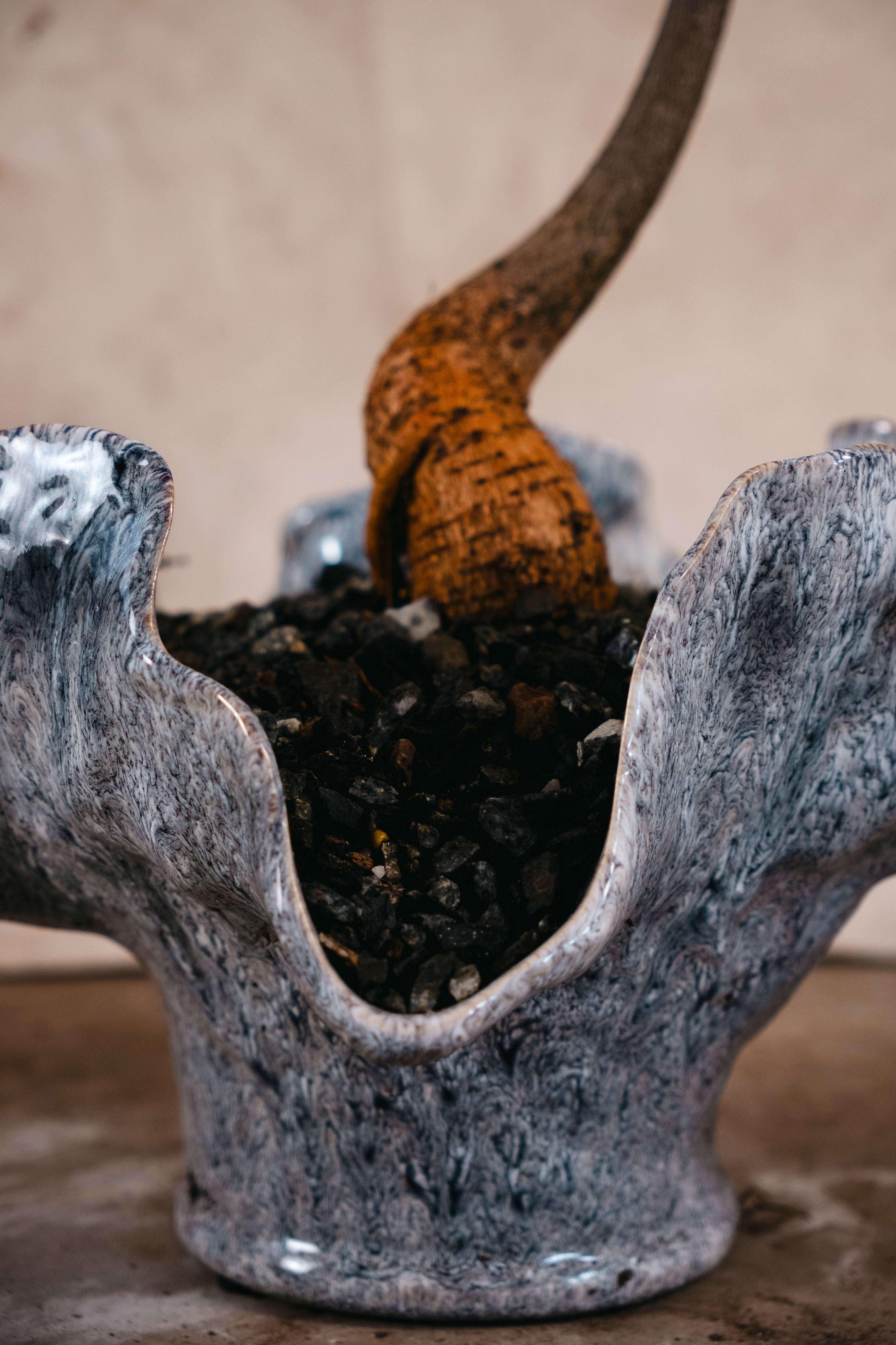 BRACHYCHITON RUPESTRIS Queensland Bottle Tree | 1.4m Architectural Specimen in Ceramic Vessel
