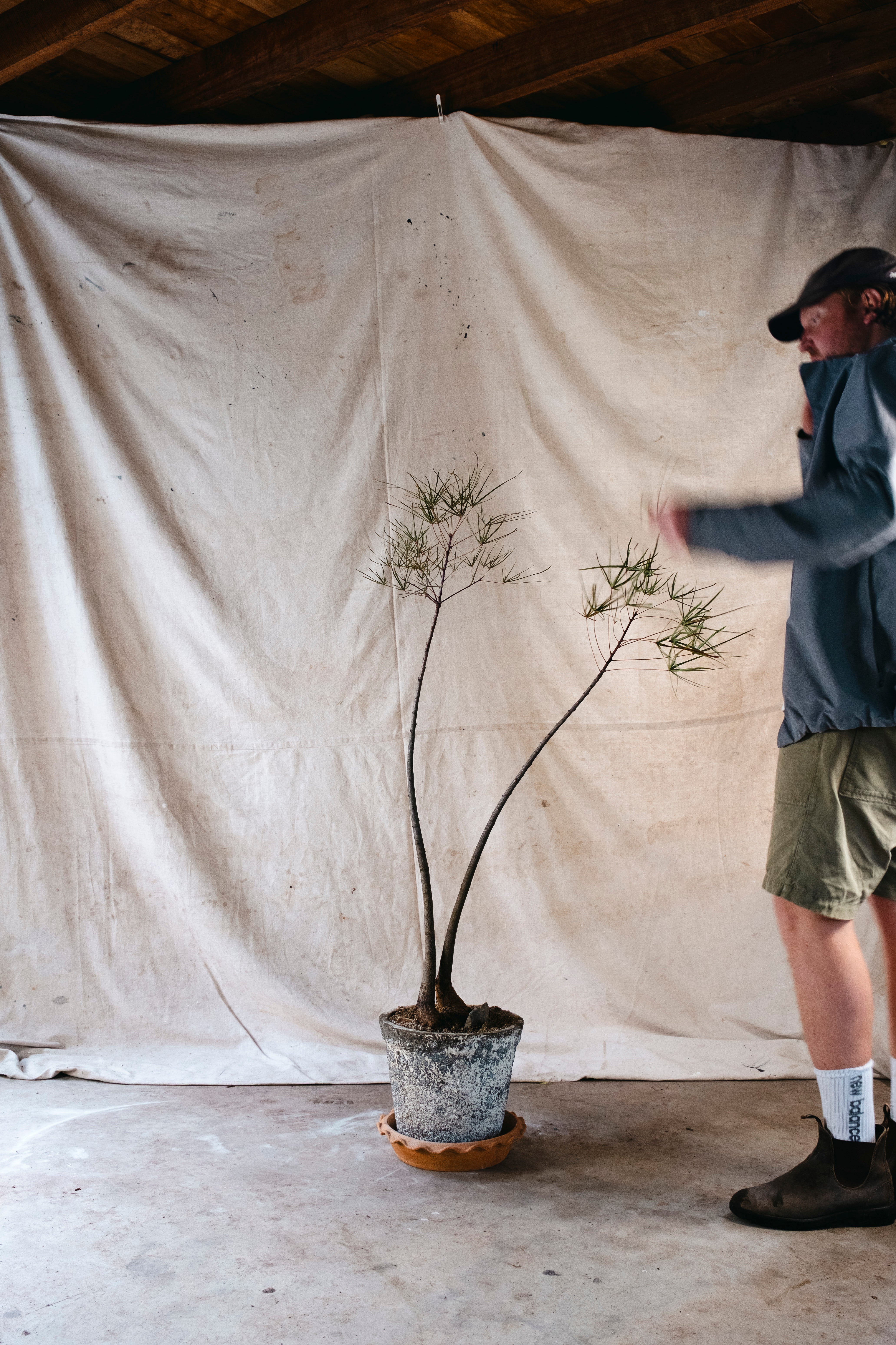 BRACHYCHITON RUPESTRIS Queensland Bottle Tree | 1.43m Architectural Specimen in Vintage Planter