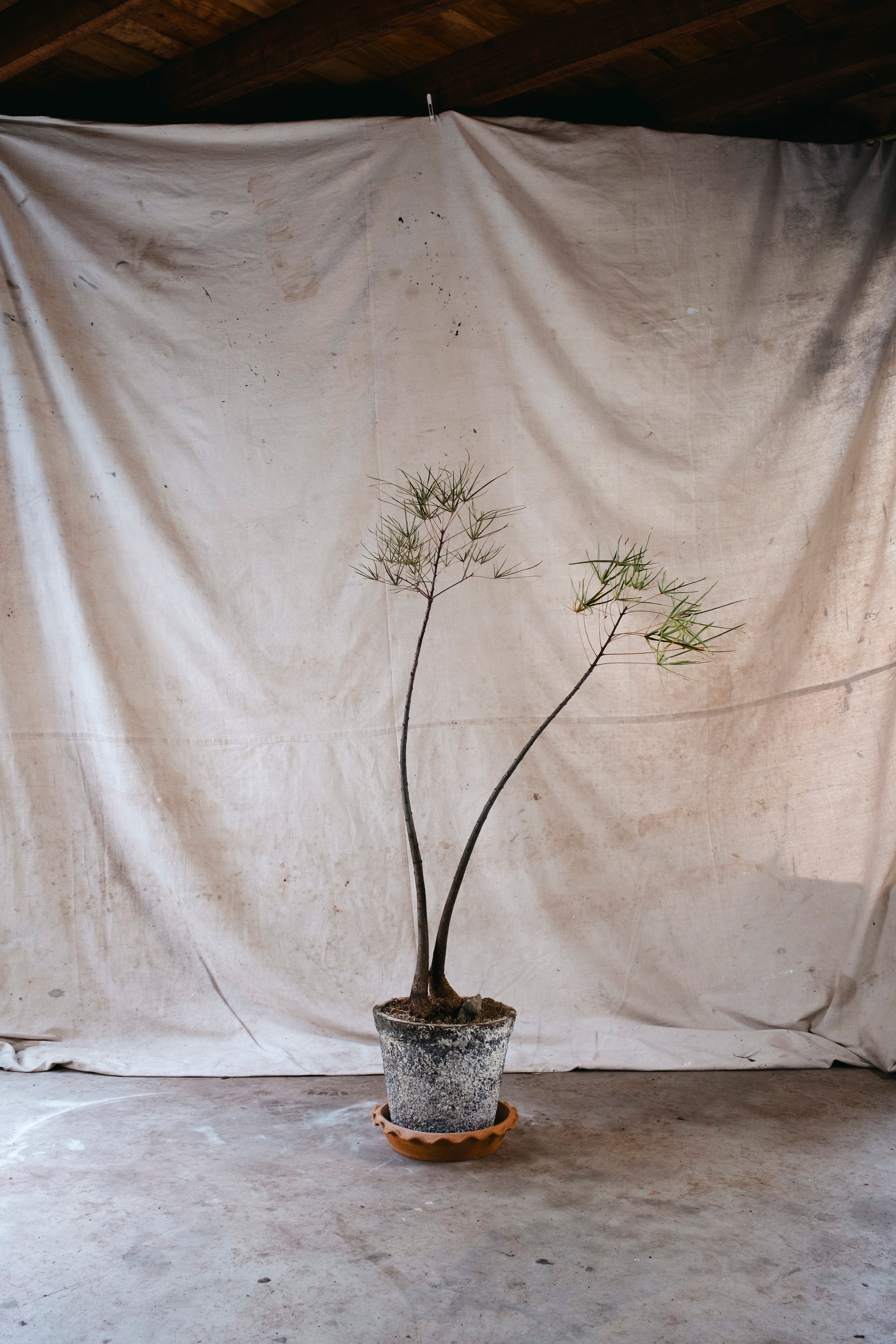 BRACHYCHITON RUPESTRIS Queensland Bottle Tree | 1.43m Architectural Specimen in Vintage Planter