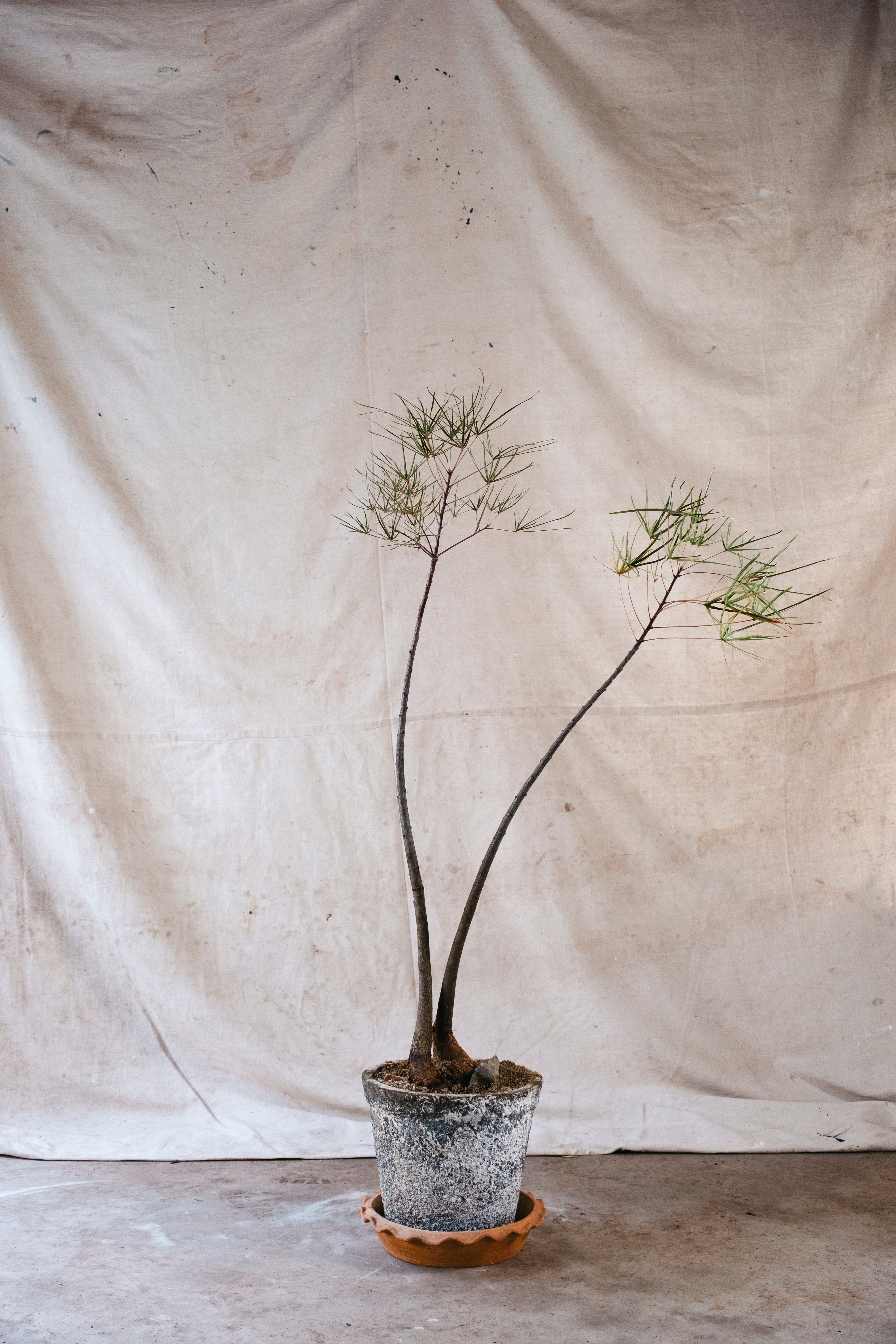BRACHYCHITON RUPESTRIS Queensland Bottle Tree | 1.43m Architectural Specimen in Vintage Planter