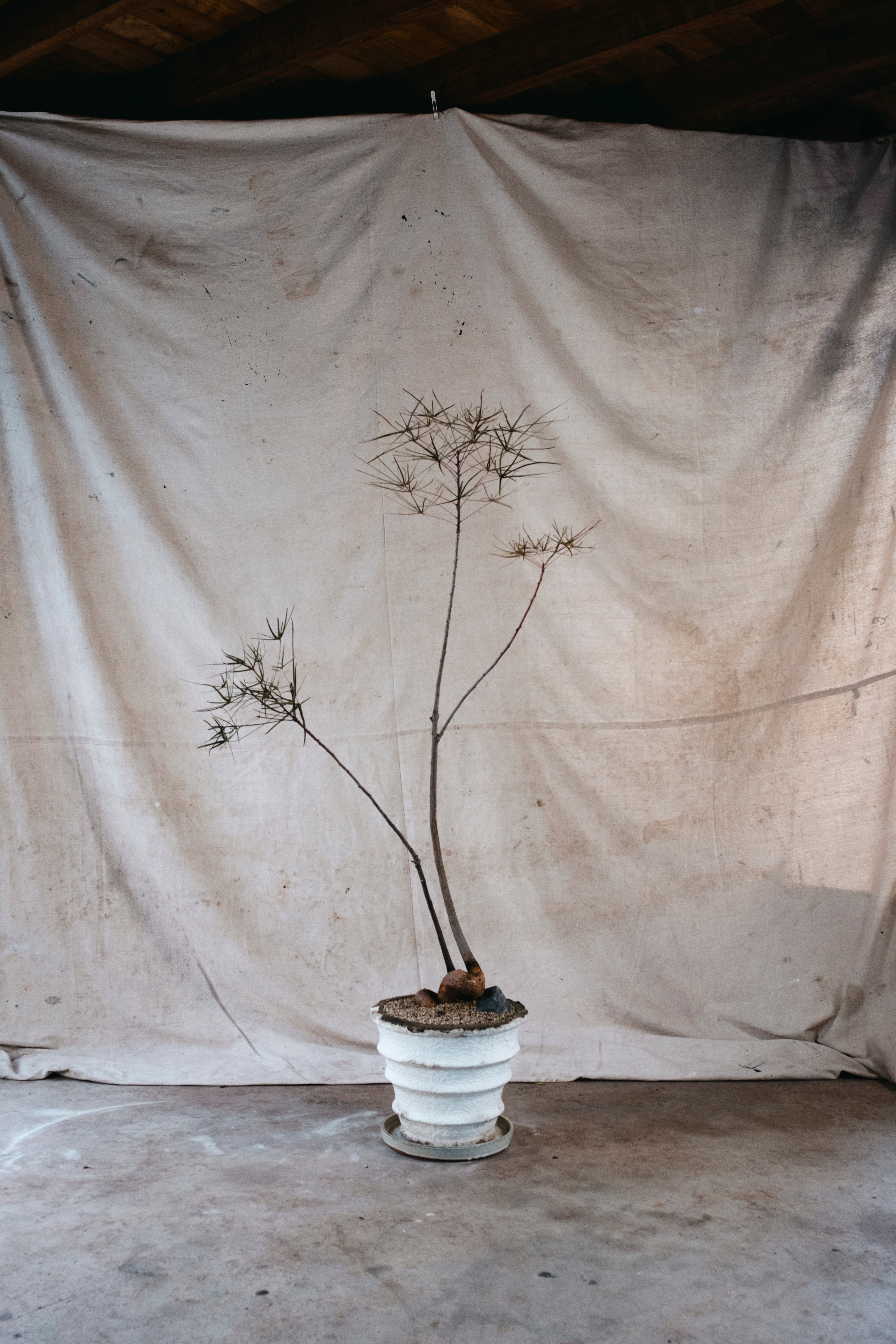BRACHYCHITON RUPESTRIS Queensland Bottle Tree | 1.6mm Architectural Specimen in Mid Century Planter