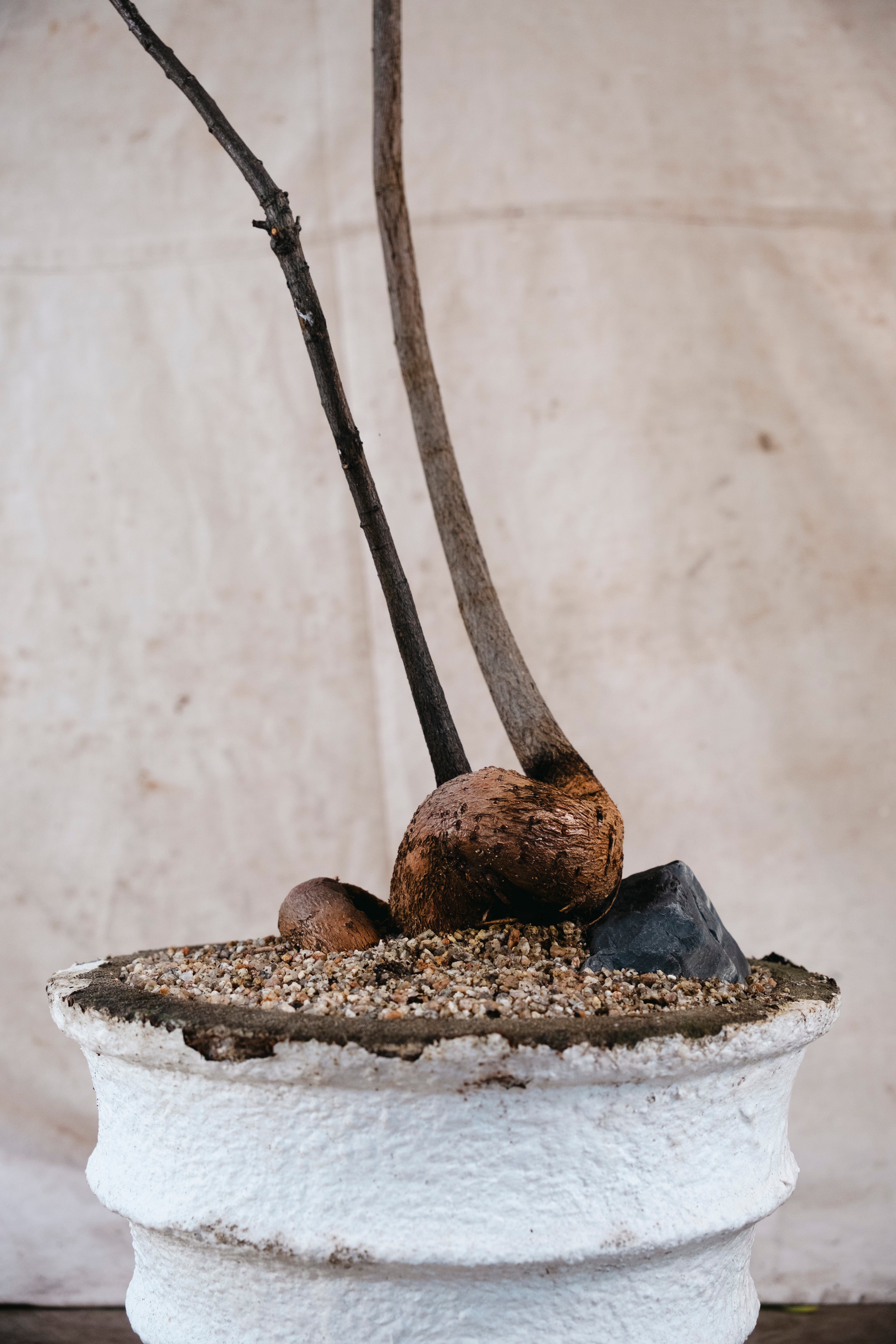 BRACHYCHITON RUPESTRIS Queensland Bottle Tree | 1.6mm Architectural Specimen in Mid Century Planter