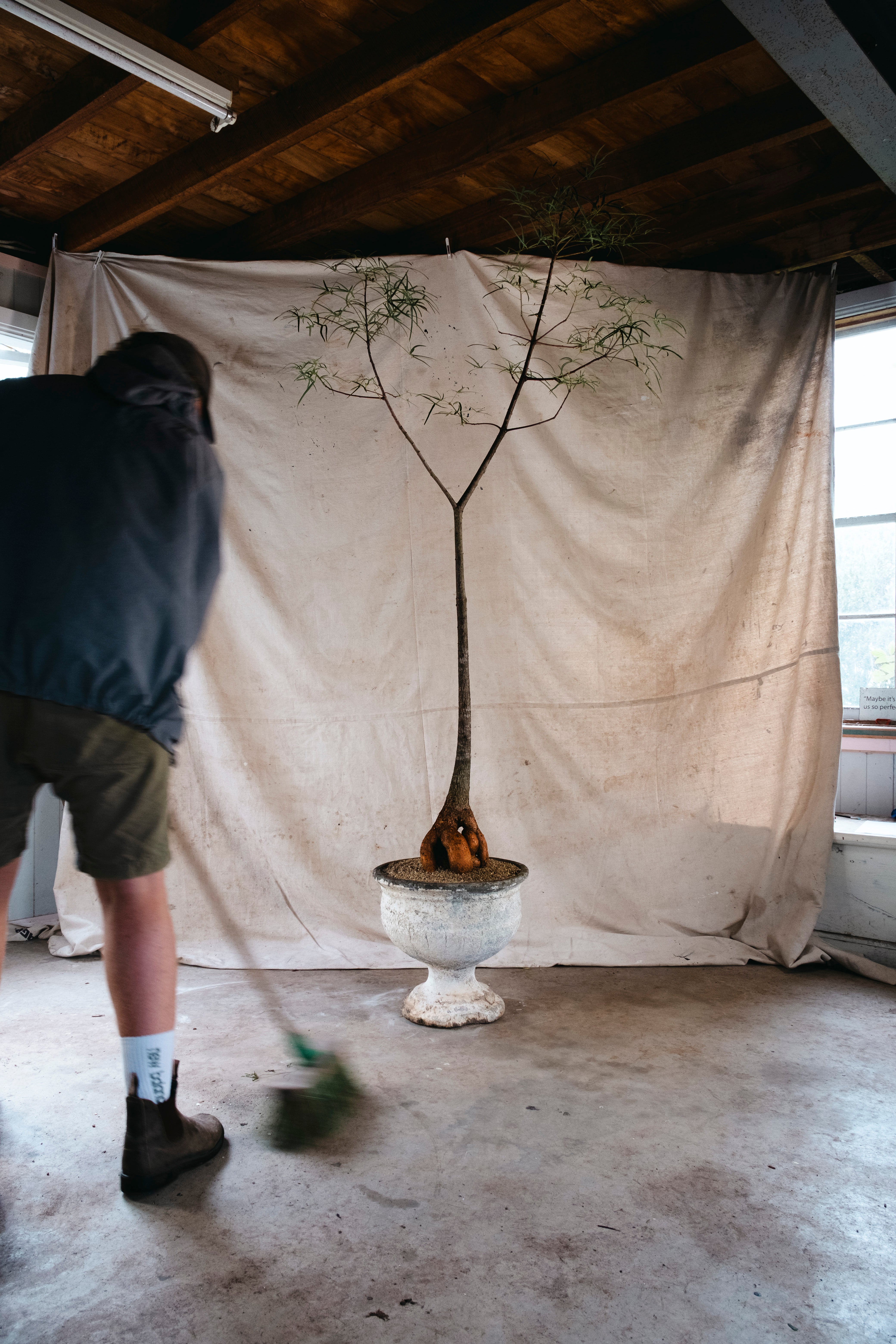 BRACHYCHITON RUPESTRIS Queensland Bottle Tree | Xm Architectural Specimen in [Planter Type] (Copy)