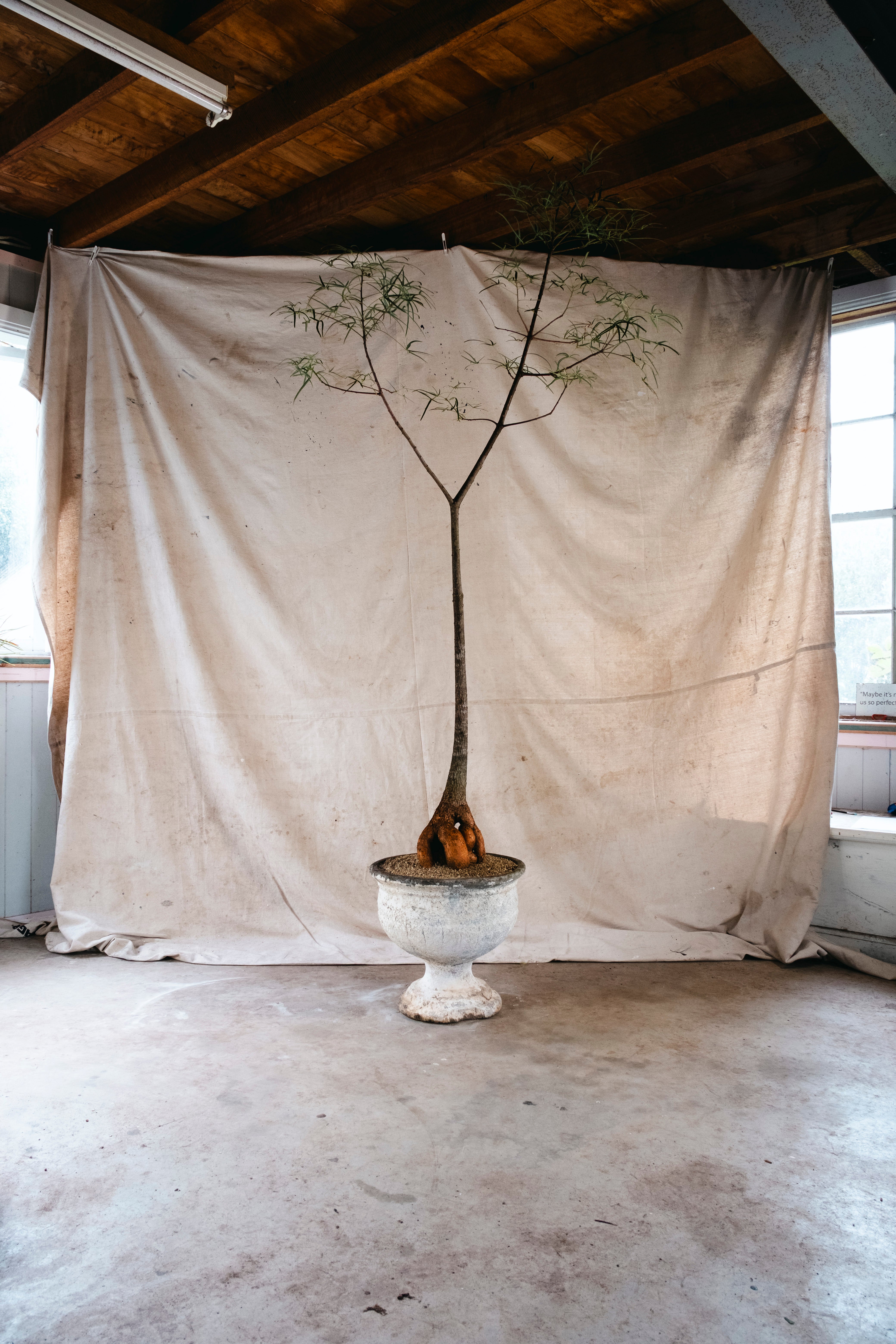 BRACHYCHITON RUPESTRIS Queensland Bottle Tree | Xm Architectural Specimen in [Planter Type] (Copy)