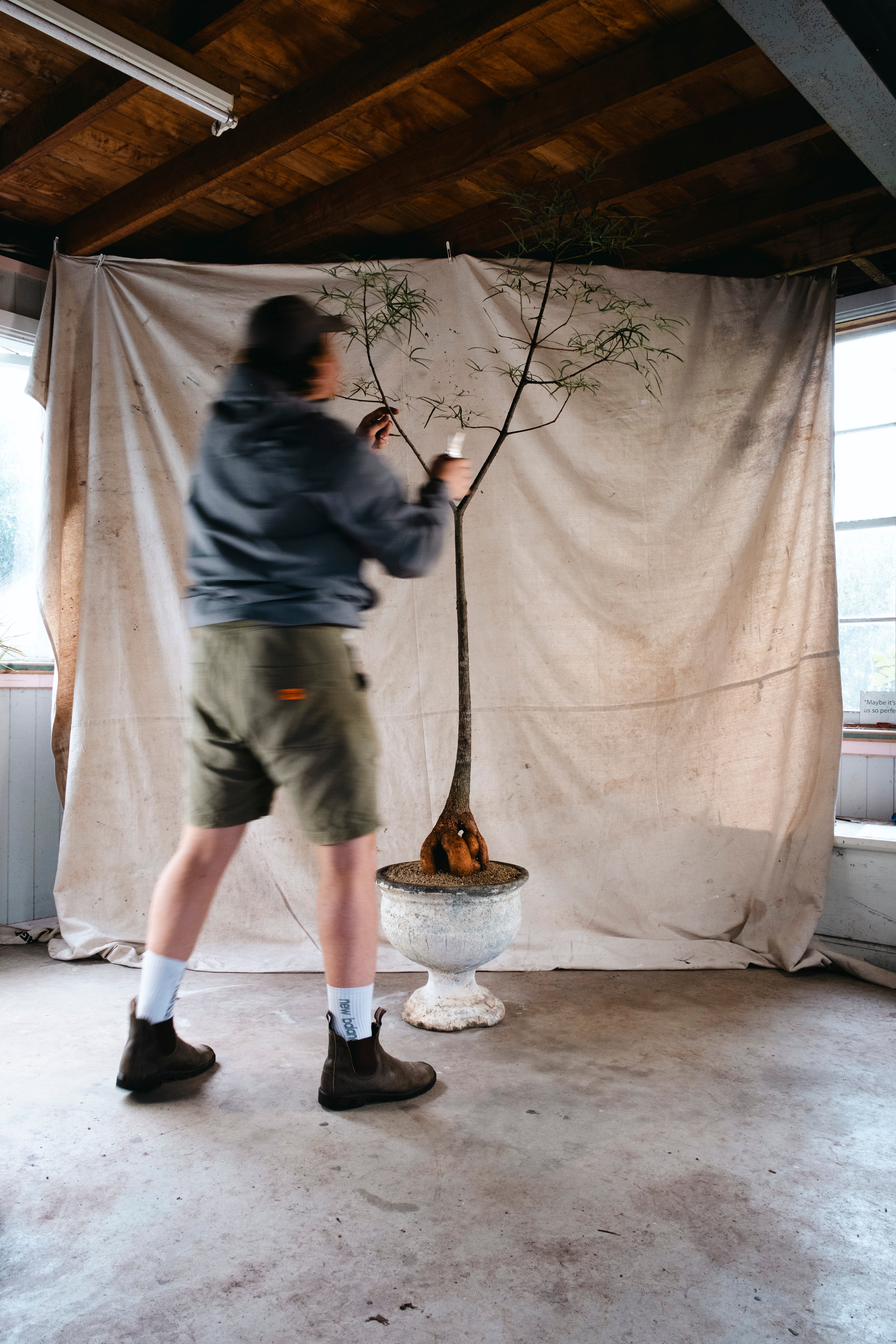BRACHYCHITON RUPESTRIS Queensland Bottle Tree | Xm Architectural Specimen in [Planter Type] (Copy)