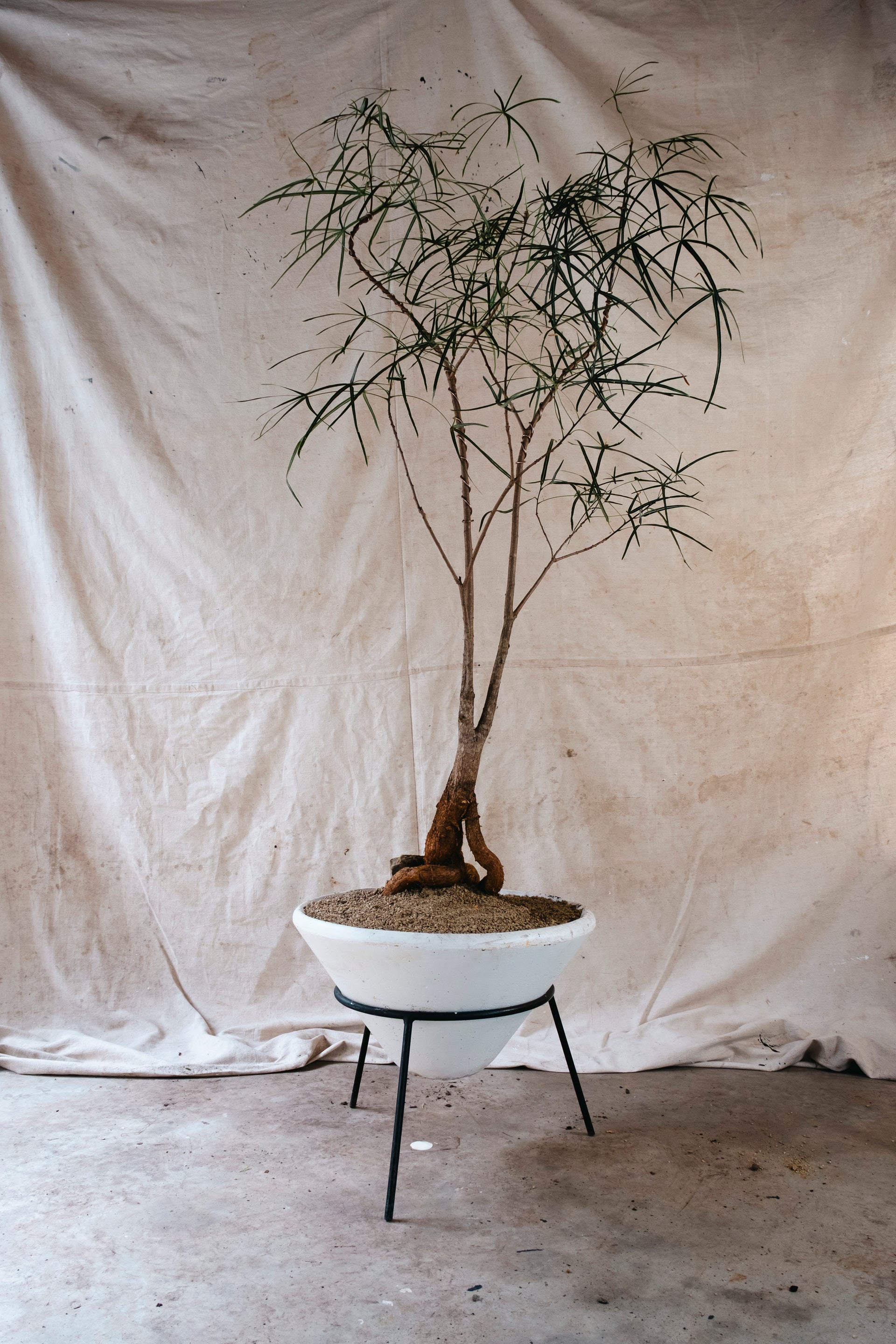 queensland bottle tree bonsai Queensland Bottle Tree | Brachychiton rupestris
