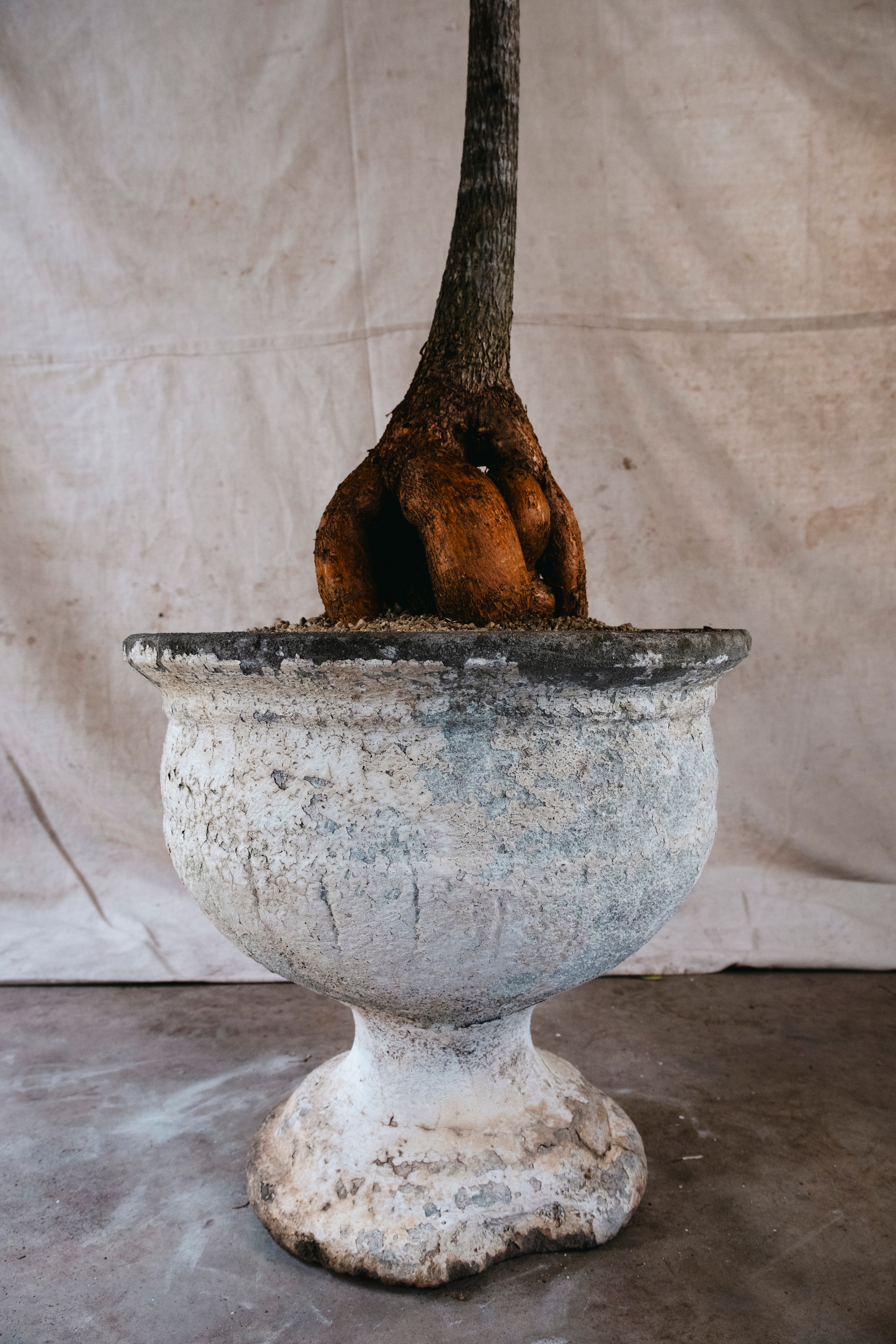BRACHYCHITON RUPESTRIS Queensland Bottle Tree | Xm Architectural Specimen in [Planter Type] (Copy)