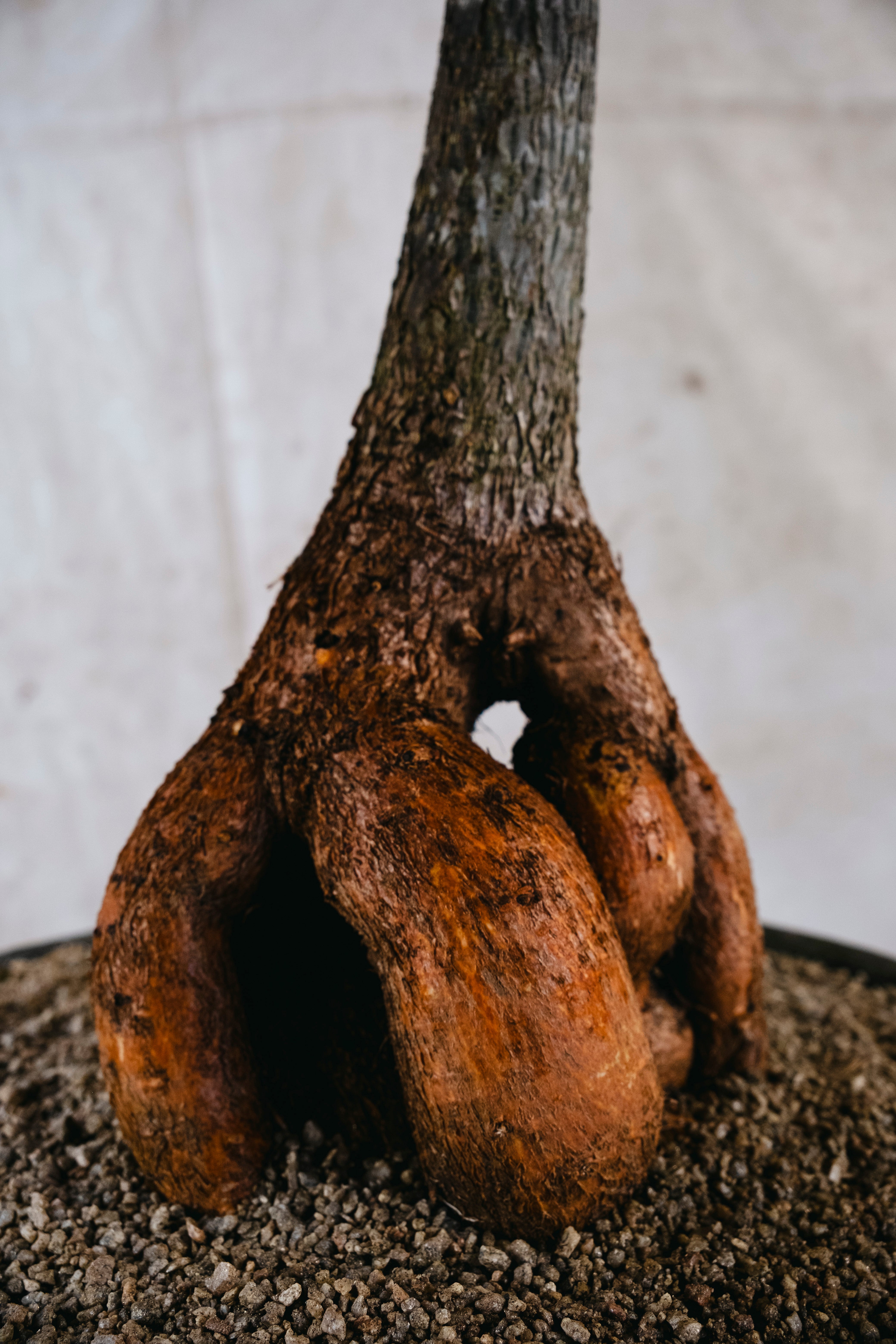 BRACHYCHITON RUPESTRIS Queensland Bottle Tree | Xm Architectural Specimen in [Planter Type] (Copy)