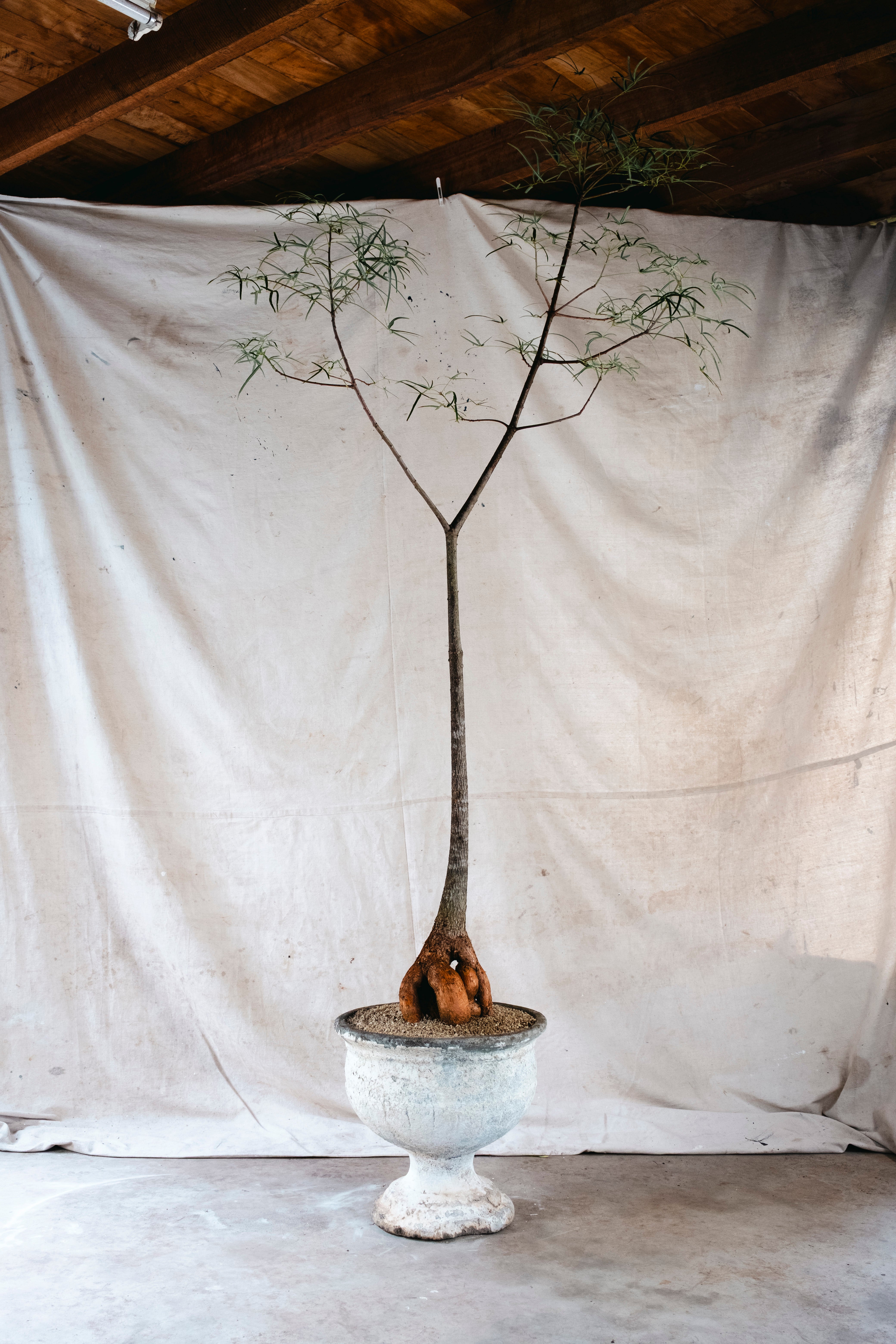 BRACHYCHITON RUPESTRIS Queensland Bottle Tree | Xm Architectural Specimen in [Planter Type] (Copy)