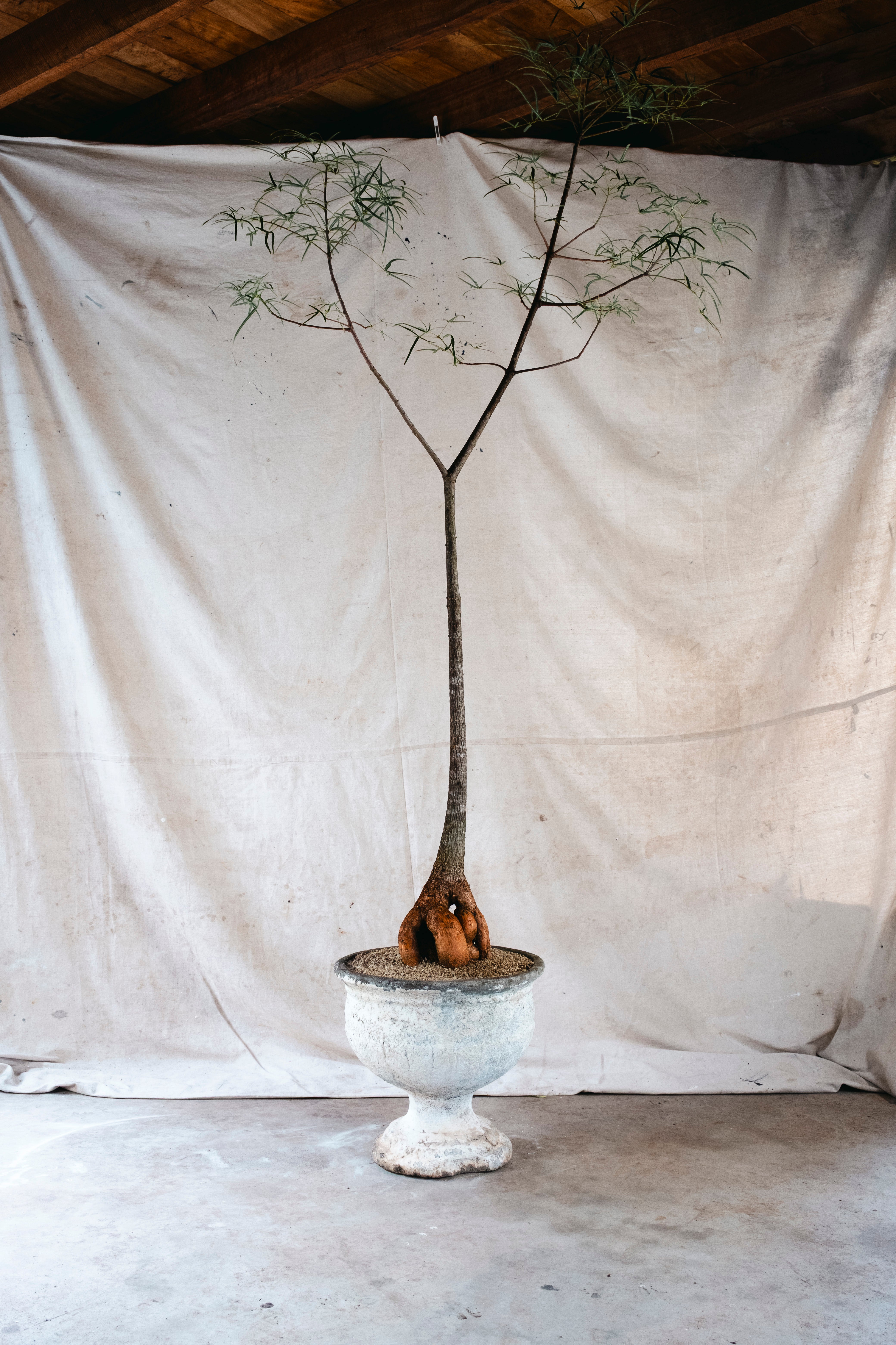BRACHYCHITON RUPESTRIS Queensland Bottle Tree | Xm Architectural Specimen in [Planter Type] (Copy)