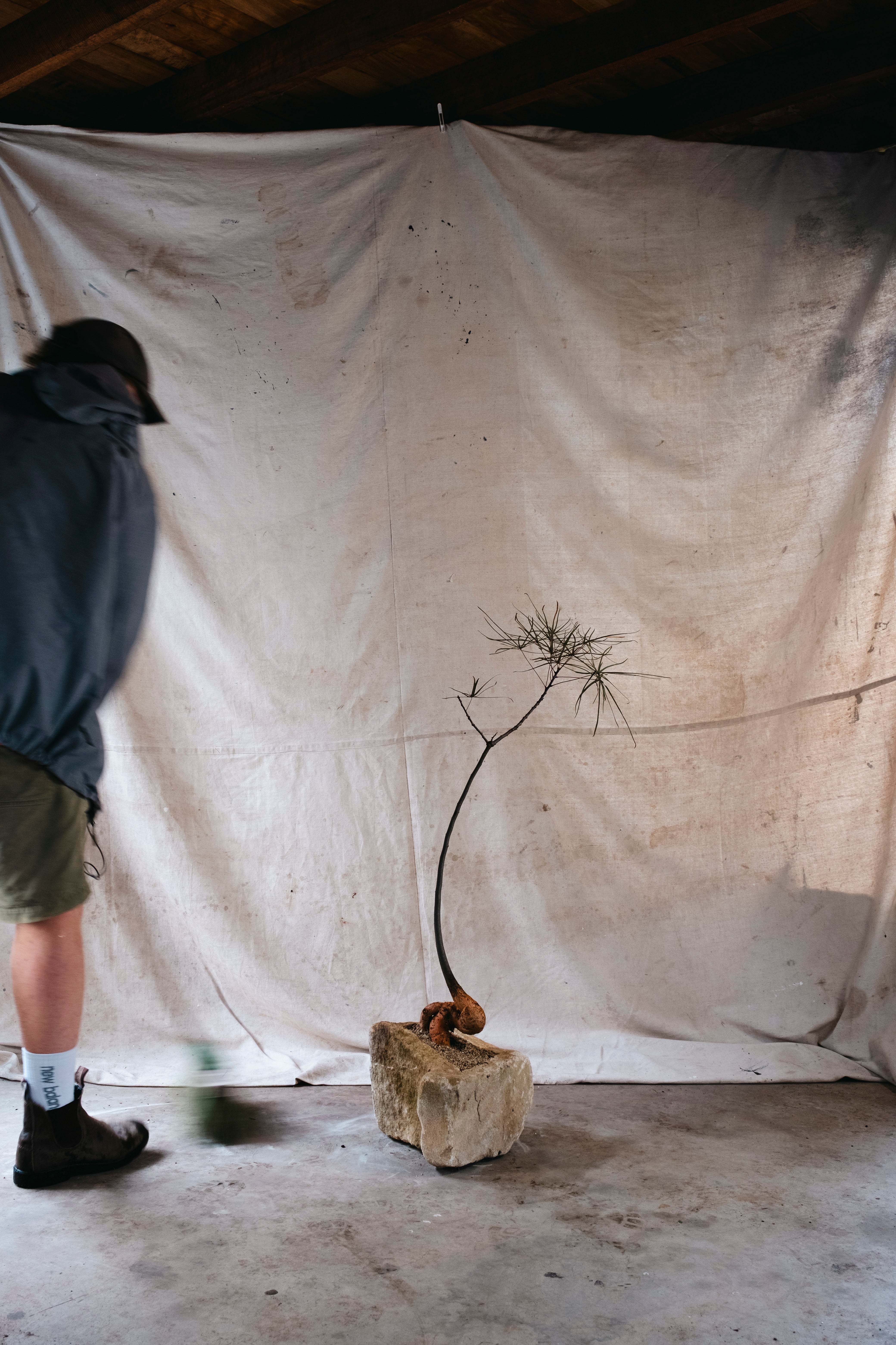 BRACHYCHITON RUPESTRIS Queensland Bottle Tree | 1m DelicateSpecimen in Demeter Carved Stone Vessel