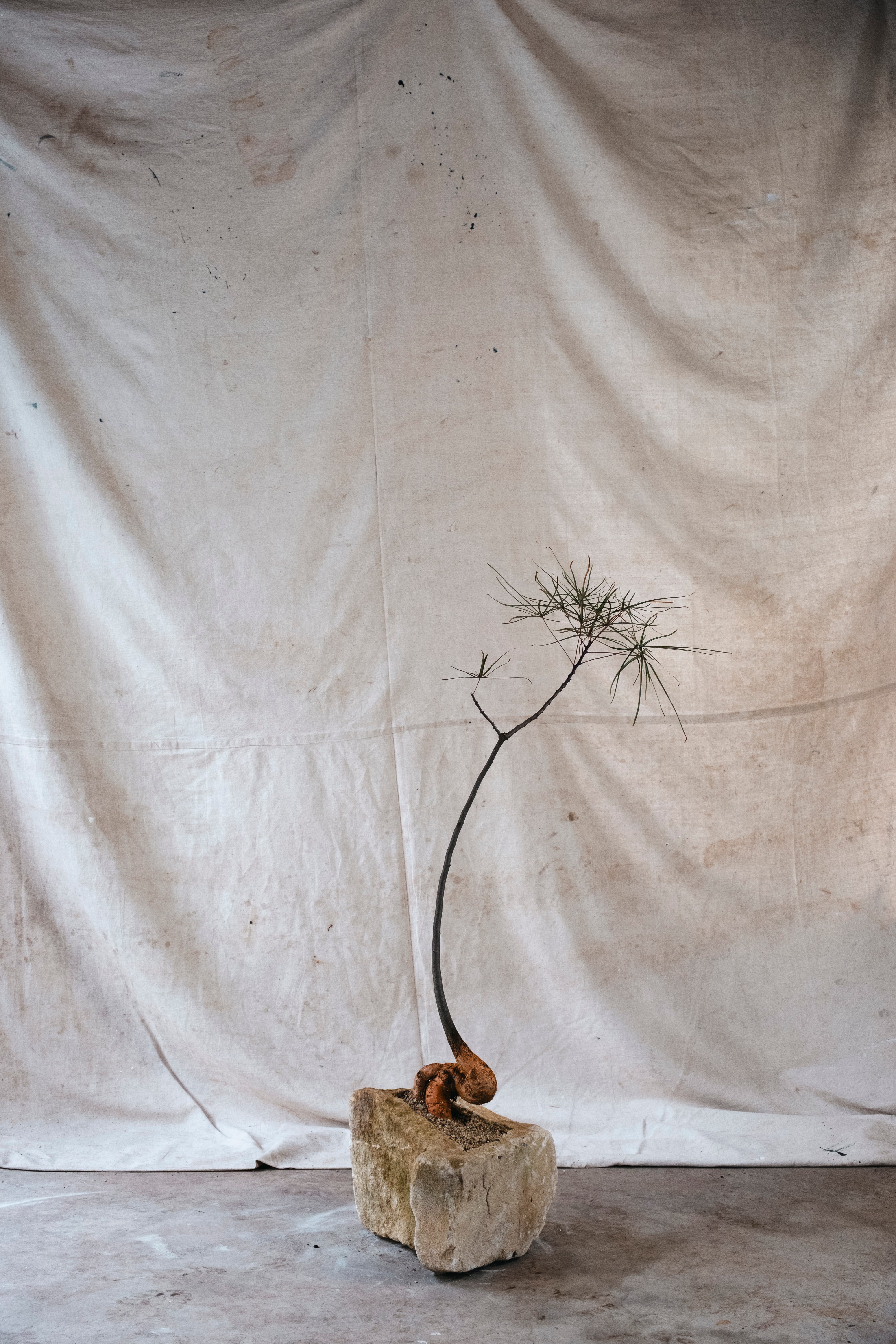 BRACHYCHITON RUPESTRIS Queensland Bottle Tree | 1m DelicateSpecimen in Demeter Carved Stone Vessel