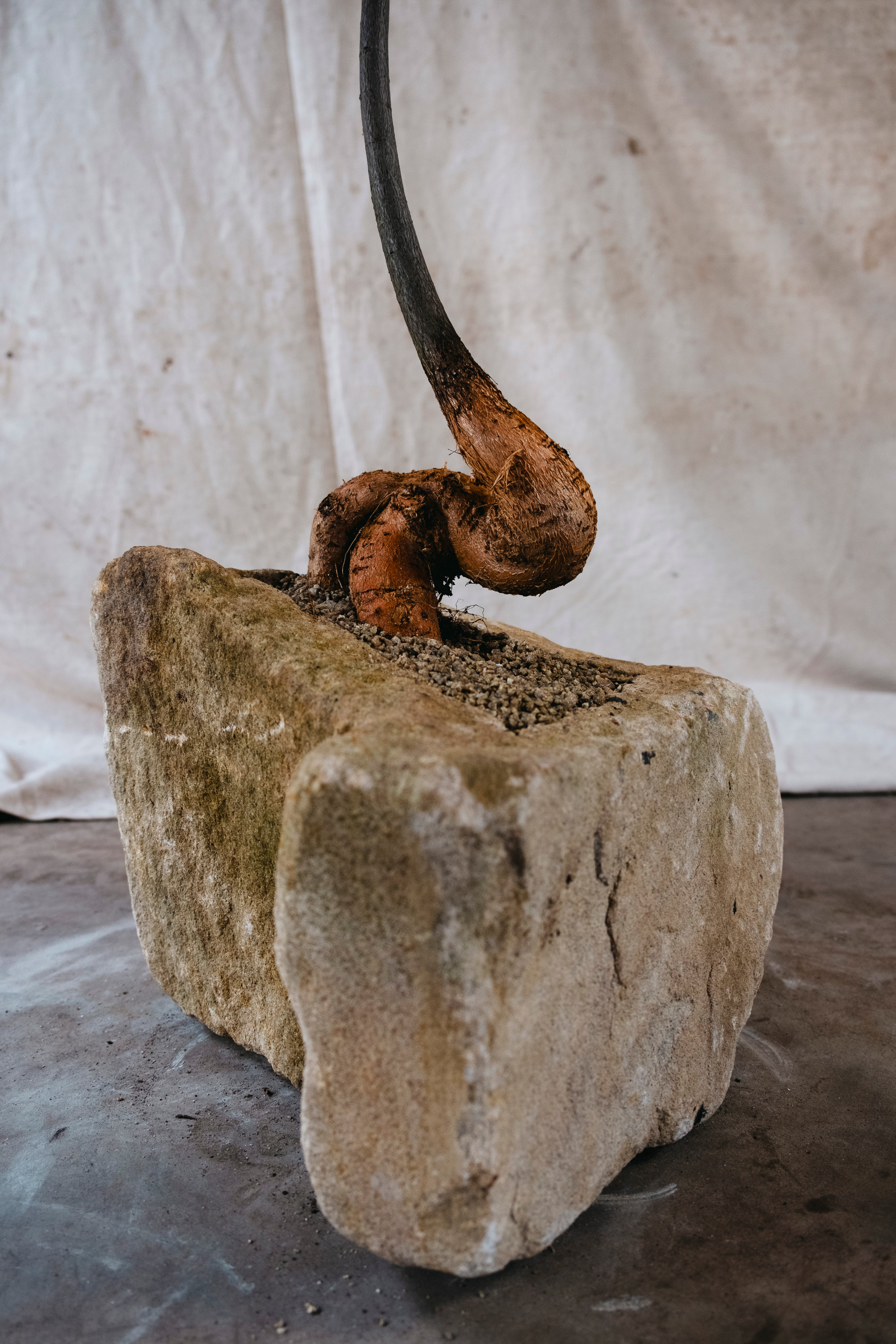 BRACHYCHITON RUPESTRIS Queensland Bottle Tree | 1m DelicateSpecimen in Demeter Carved Stone Vessel