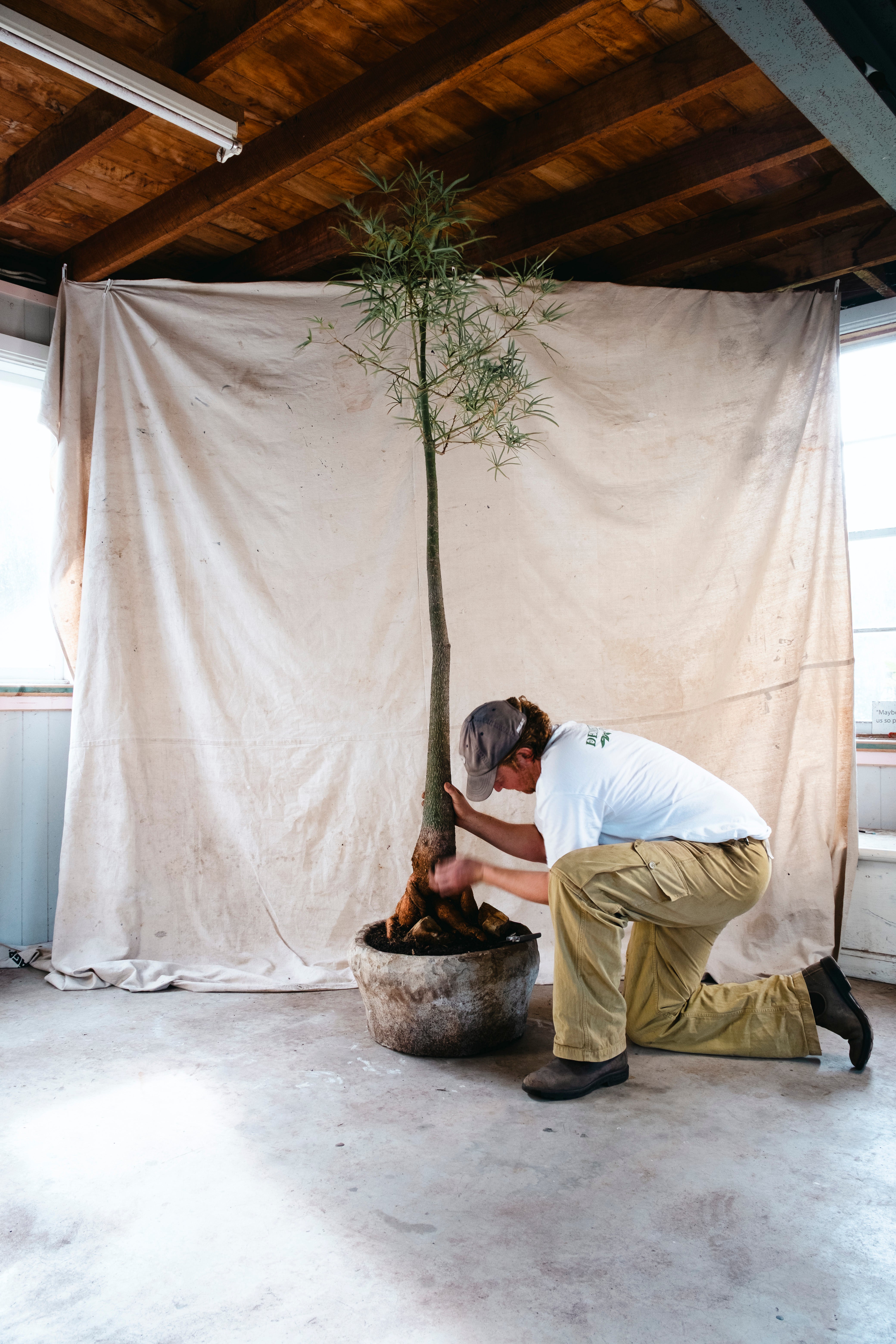 BRACHYCHITON RUPESTRIS Queensland Bottle Tree | 2.4m Architectural Specimen in Indonesian Limestone Planter