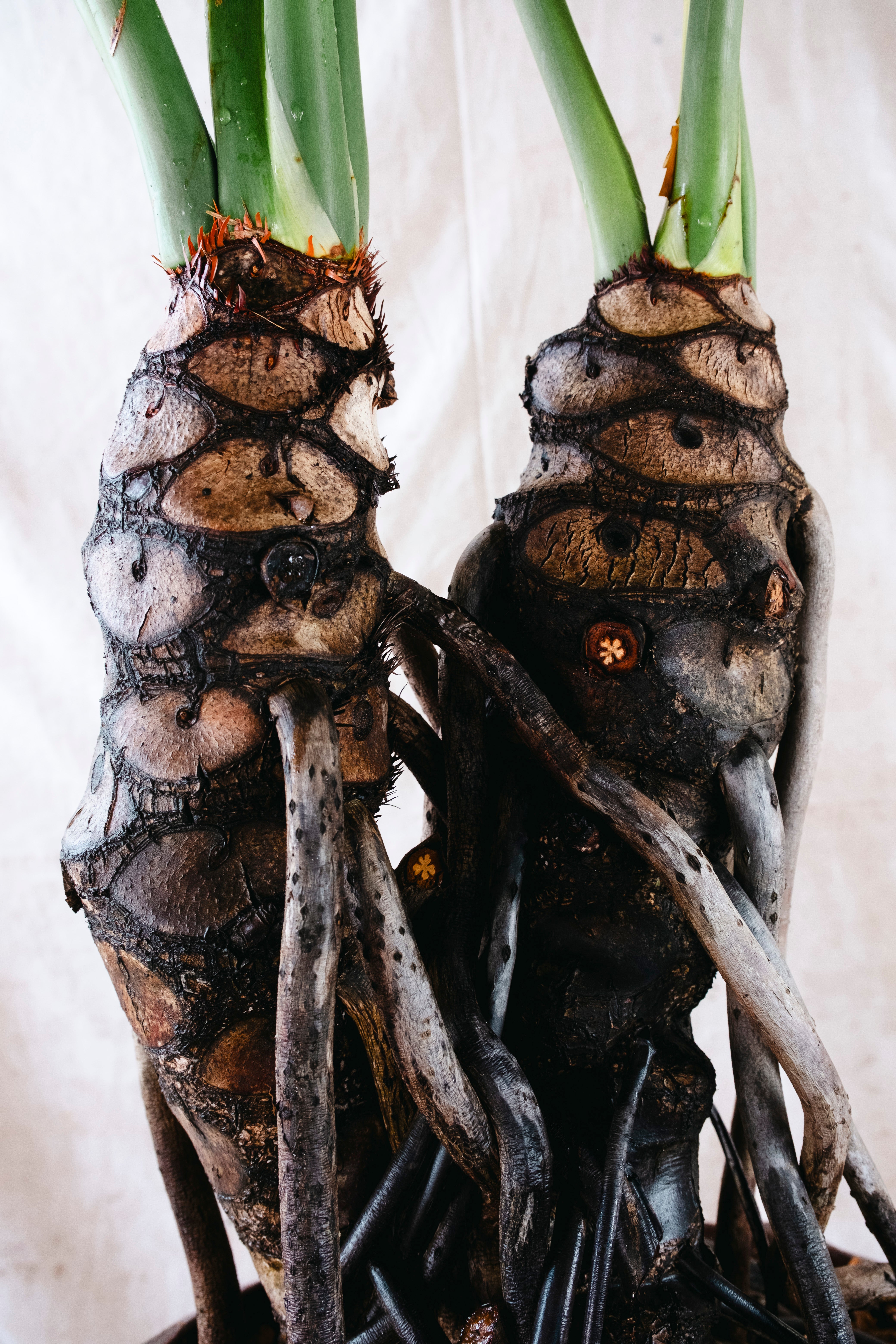 PHILODENDRON SELLOUM Tree Philodendron | 2.10m Ancient Twin Trunk Specimen in Vintage Copper Vessel