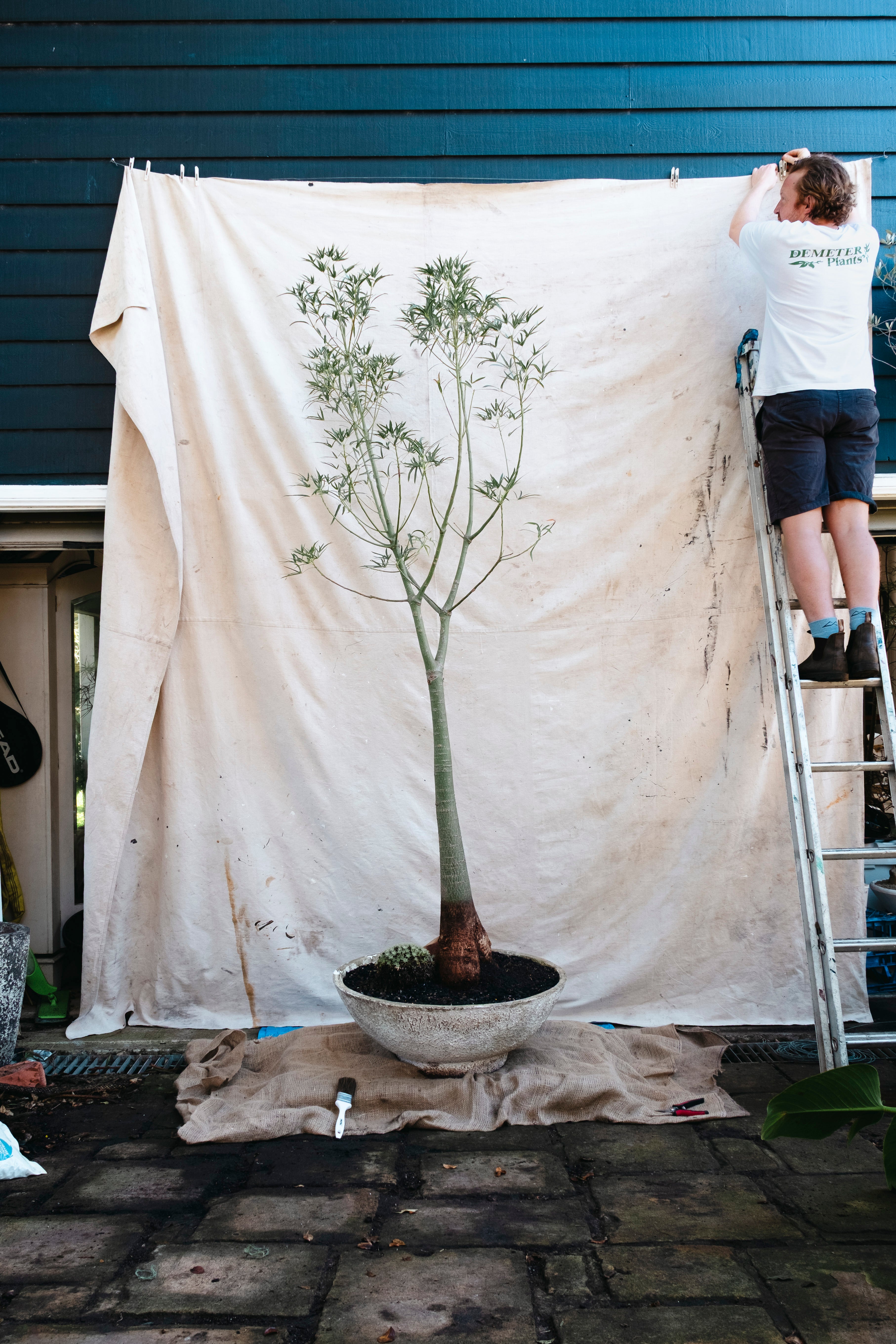 BRACHYCHITON RUPESTRIS Queensland Bottle Tree | 2.7m Architectural Specimen in Mid Century Concrete Bowl