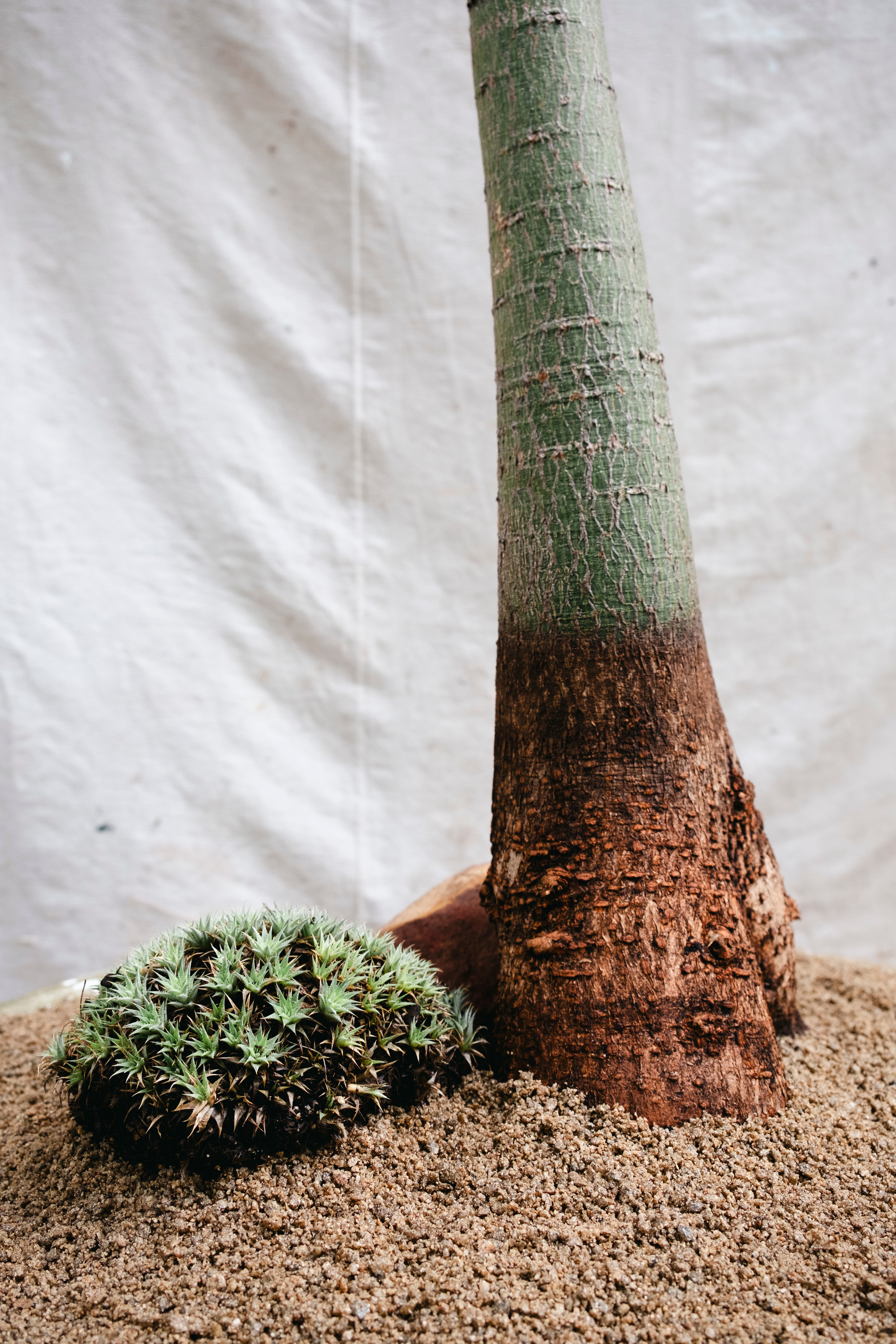 BRACHYCHITON RUPESTRIS Queensland Bottle Tree | 2.7m Architectural Specimen in Mid Century Concrete Bowl