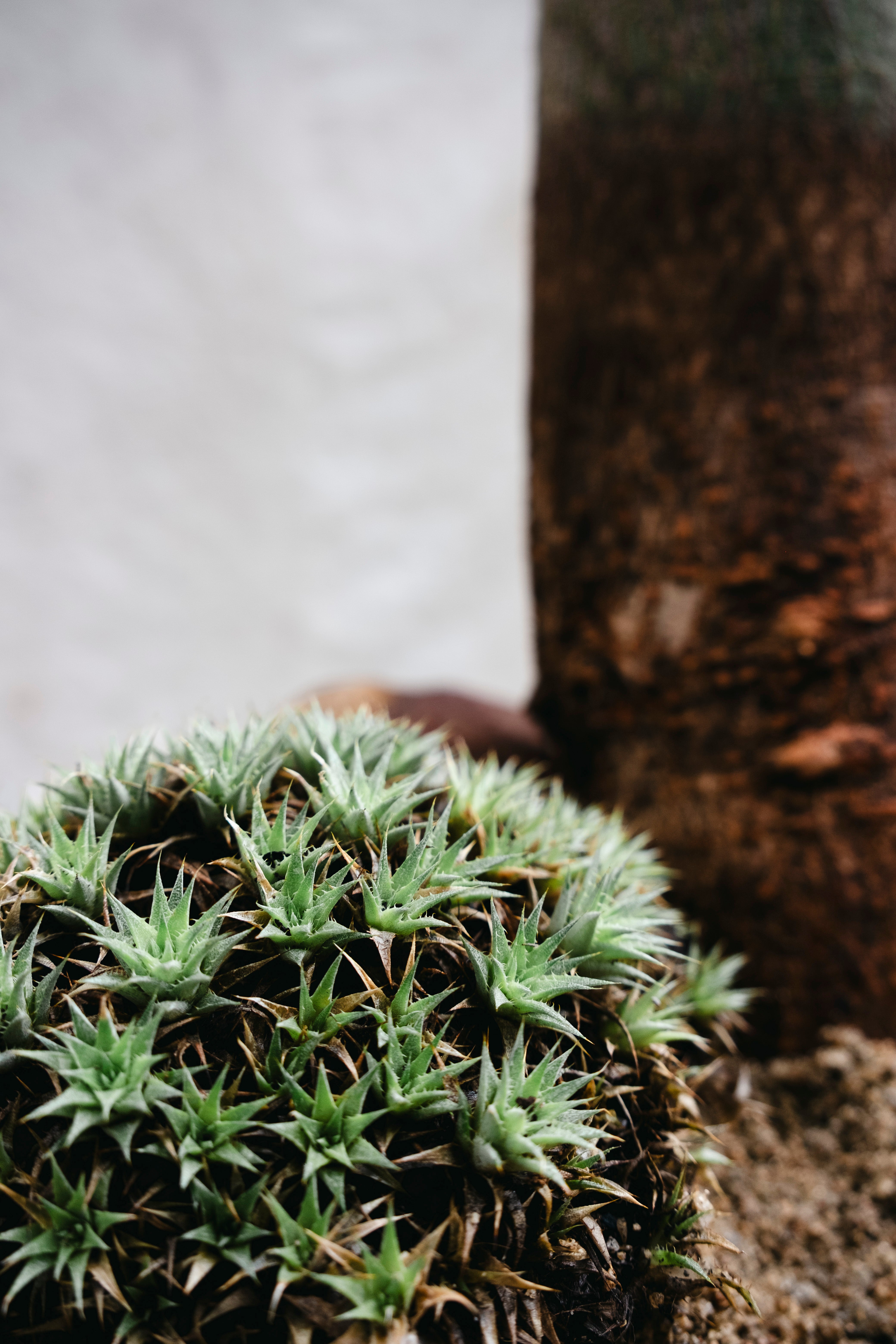 BRACHYCHITON RUPESTRIS Queensland Bottle Tree | 2.7m Architectural Specimen in Mid Century Concrete Bowl