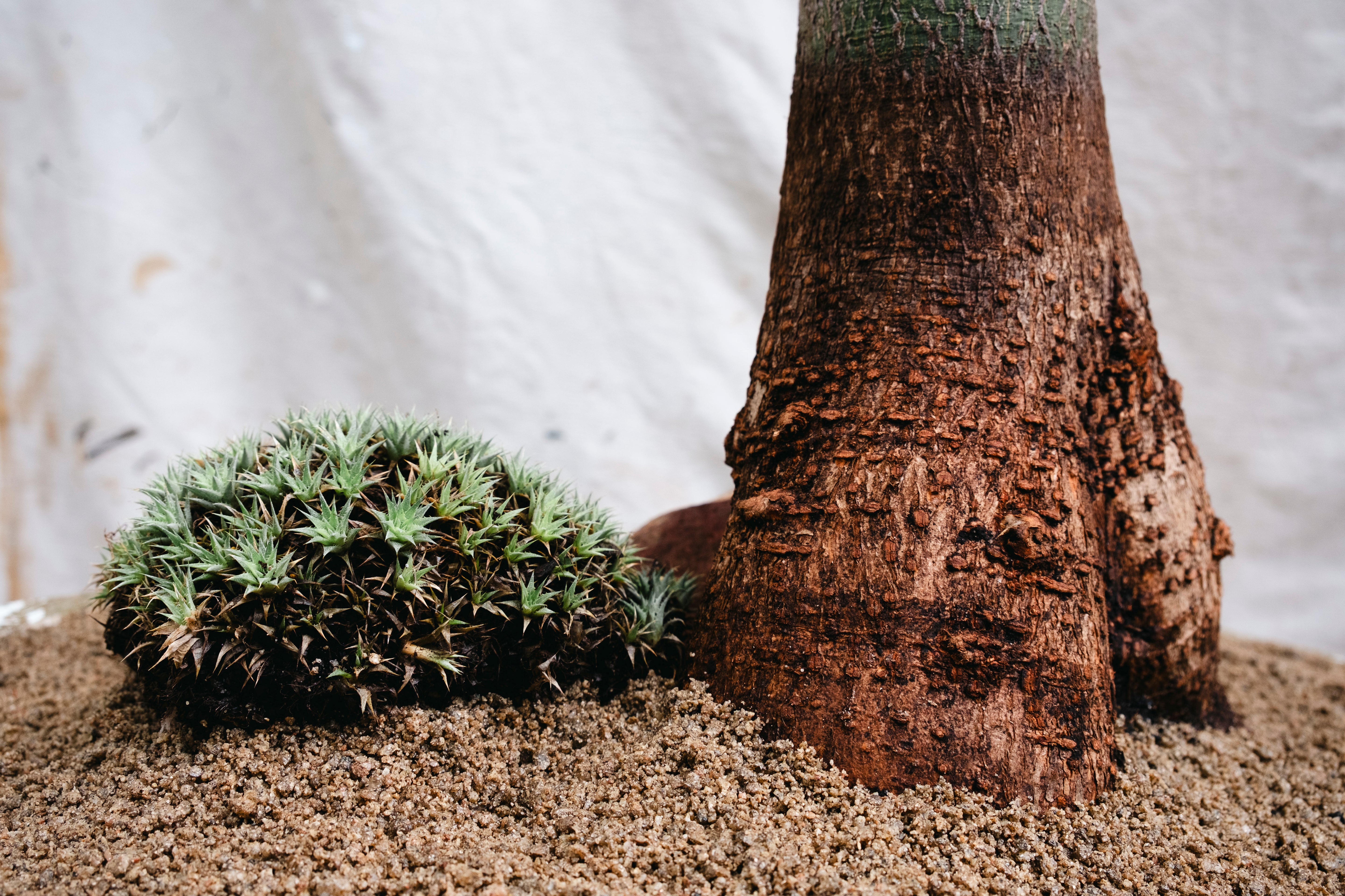 BRACHYCHITON RUPESTRIS Queensland Bottle Tree | 2.7m Architectural Specimen in Mid Century Concrete Bowl