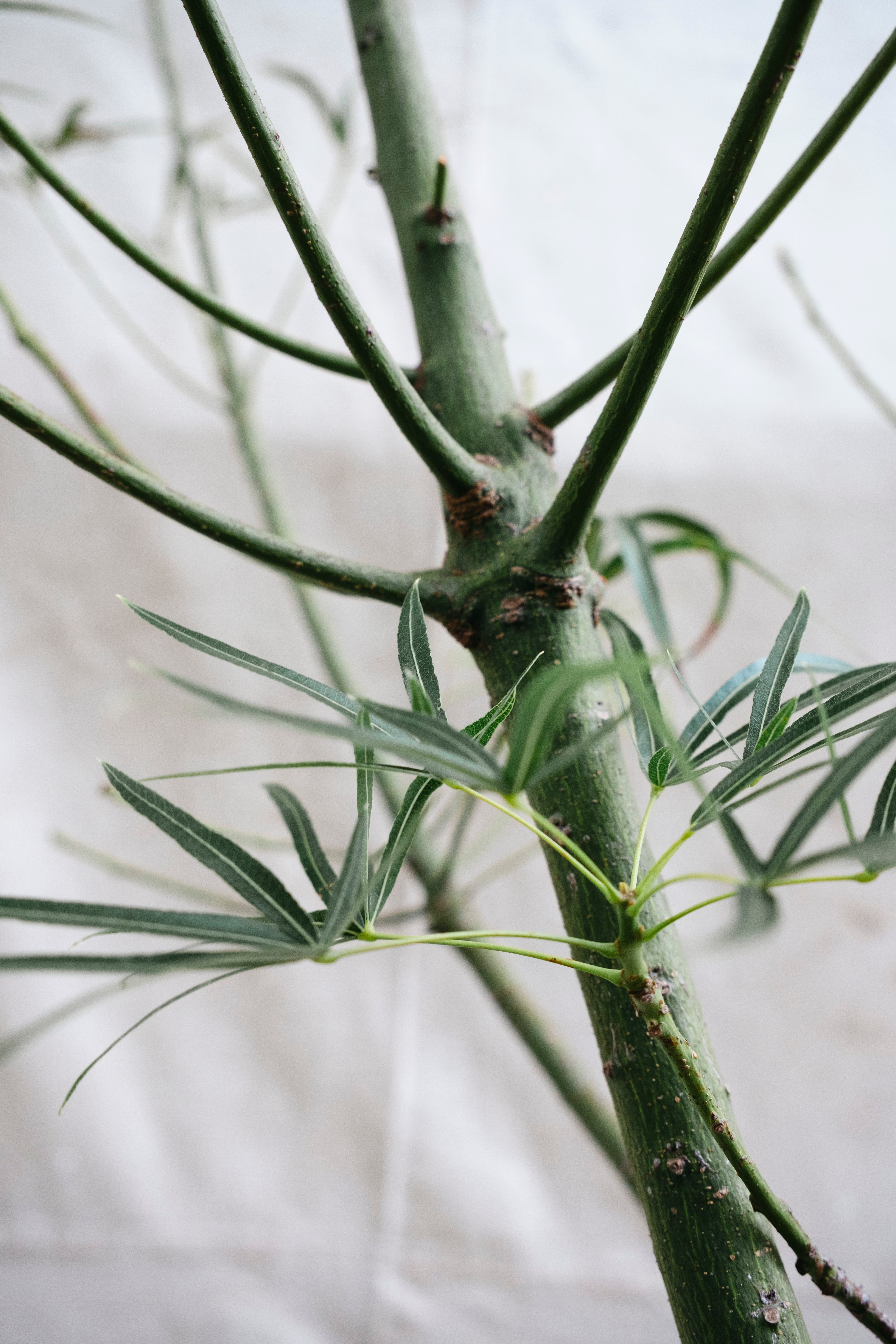 BRACHYCHITON RUPESTRIS Queensland Bottle Tree | 2.7m Architectural Specimen in Mid Century Concrete Bowl