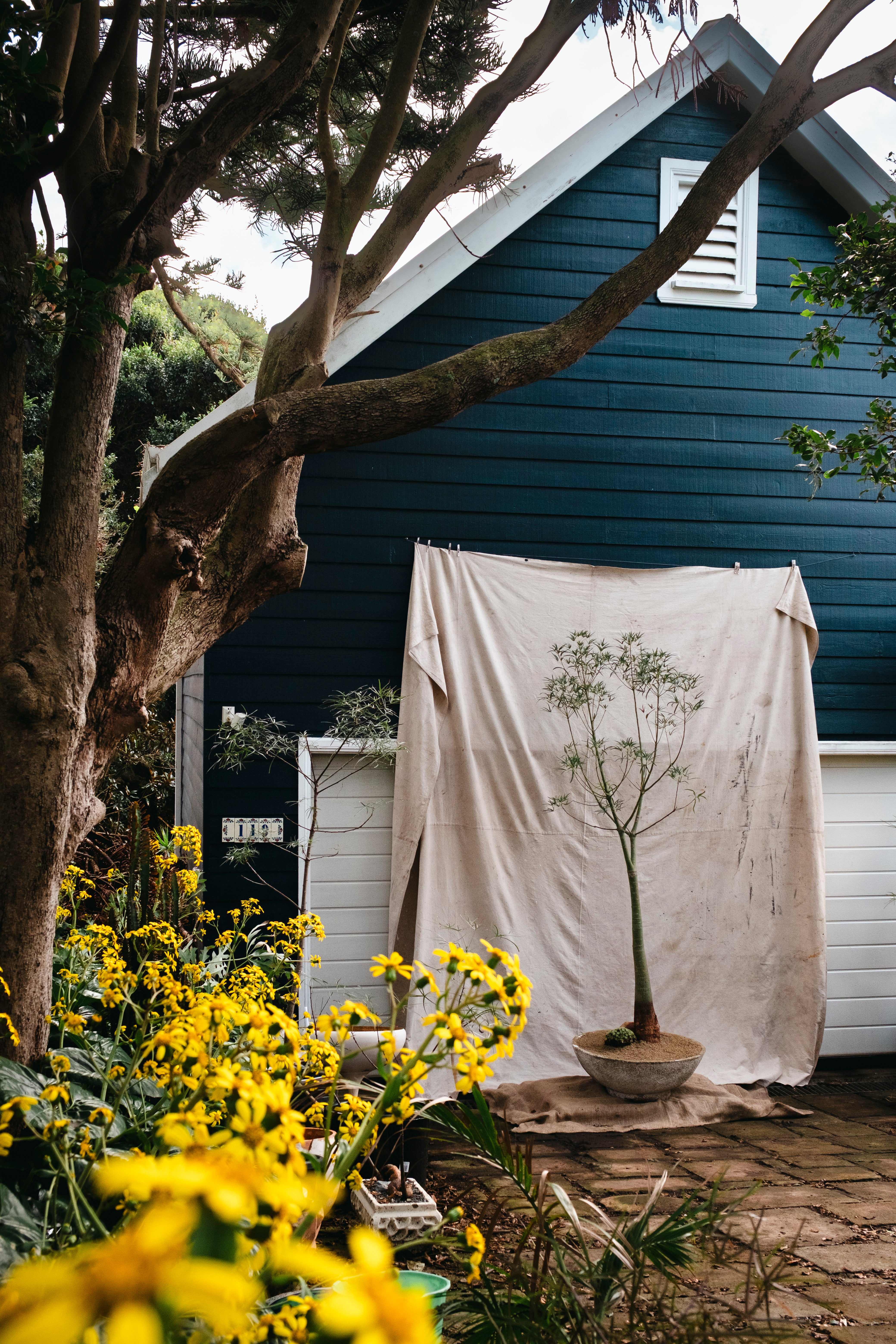 BRACHYCHITON RUPESTRIS Queensland Bottle Tree | 2.7m Architectural Specimen in Mid Century Concrete Bowl