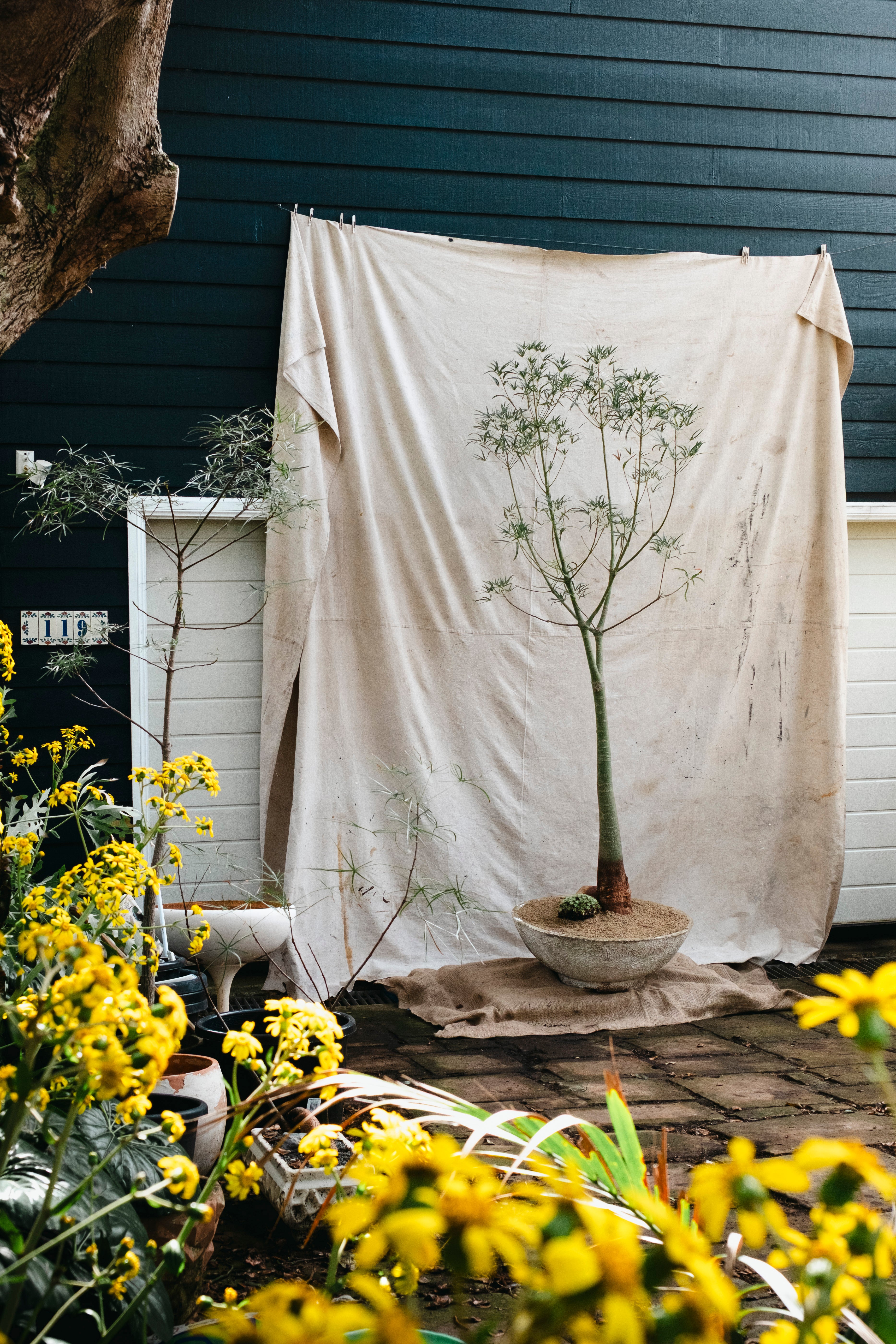 BRACHYCHITON RUPESTRIS Queensland Bottle Tree | 2.7m Architectural Specimen in Mid Century Concrete Bowl