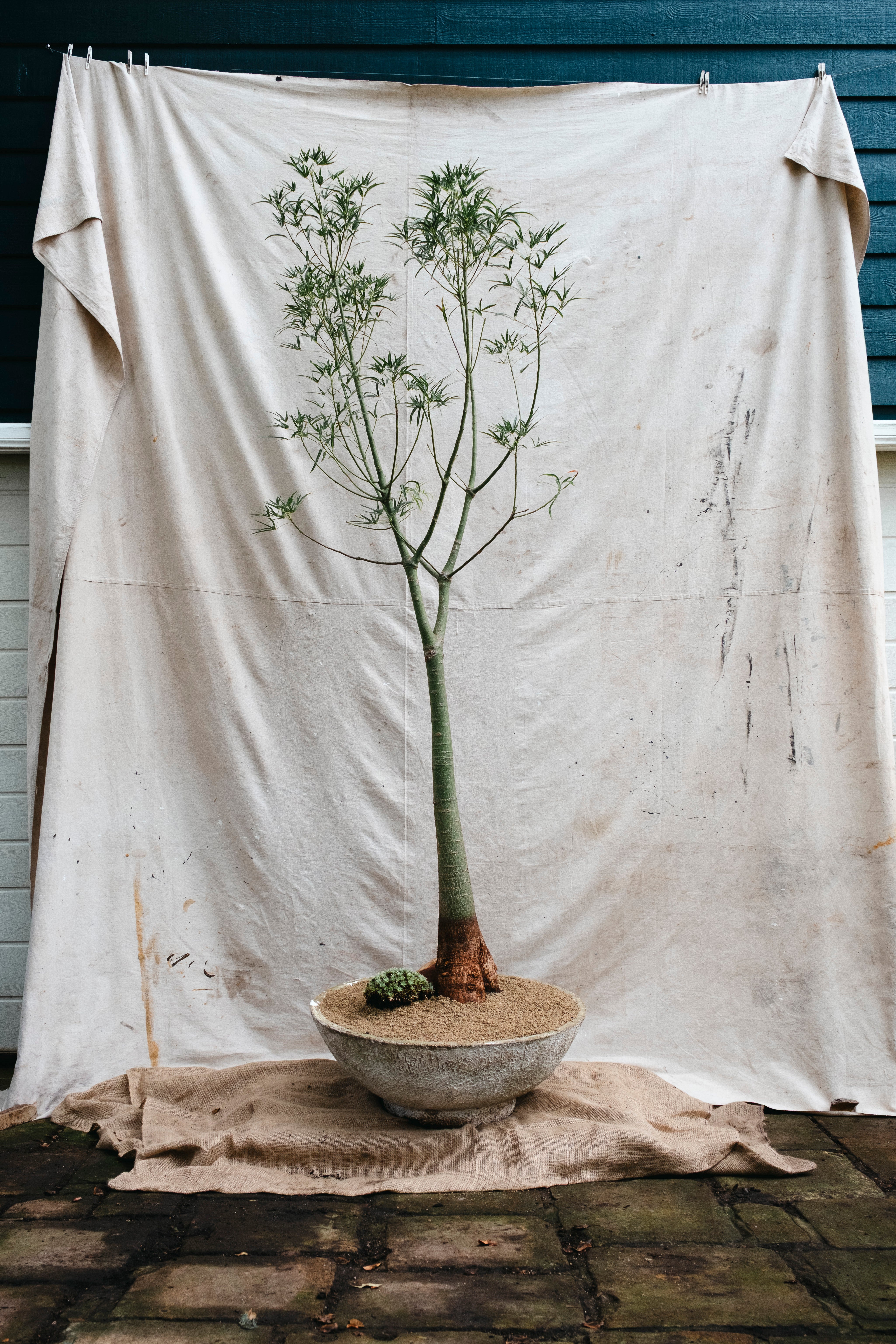 BRACHYCHITON RUPESTRIS Queensland Bottle Tree | 2.7m Architectural Specimen in Mid Century Concrete Bowl