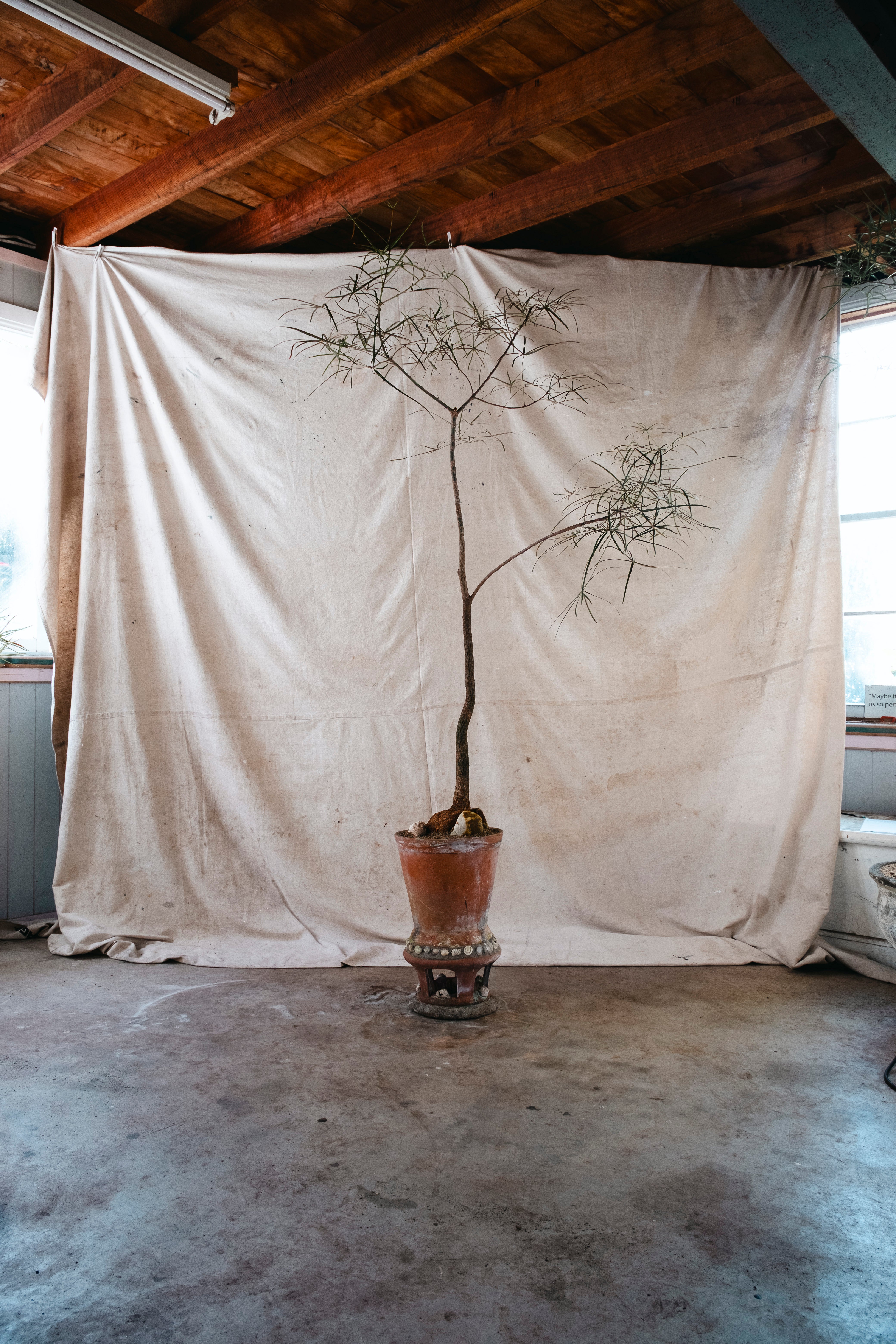 BRACHYCHITON RUPESTRIS Queensland Bottle Tree | 2m Architectural Specimen in sea shell studded planter