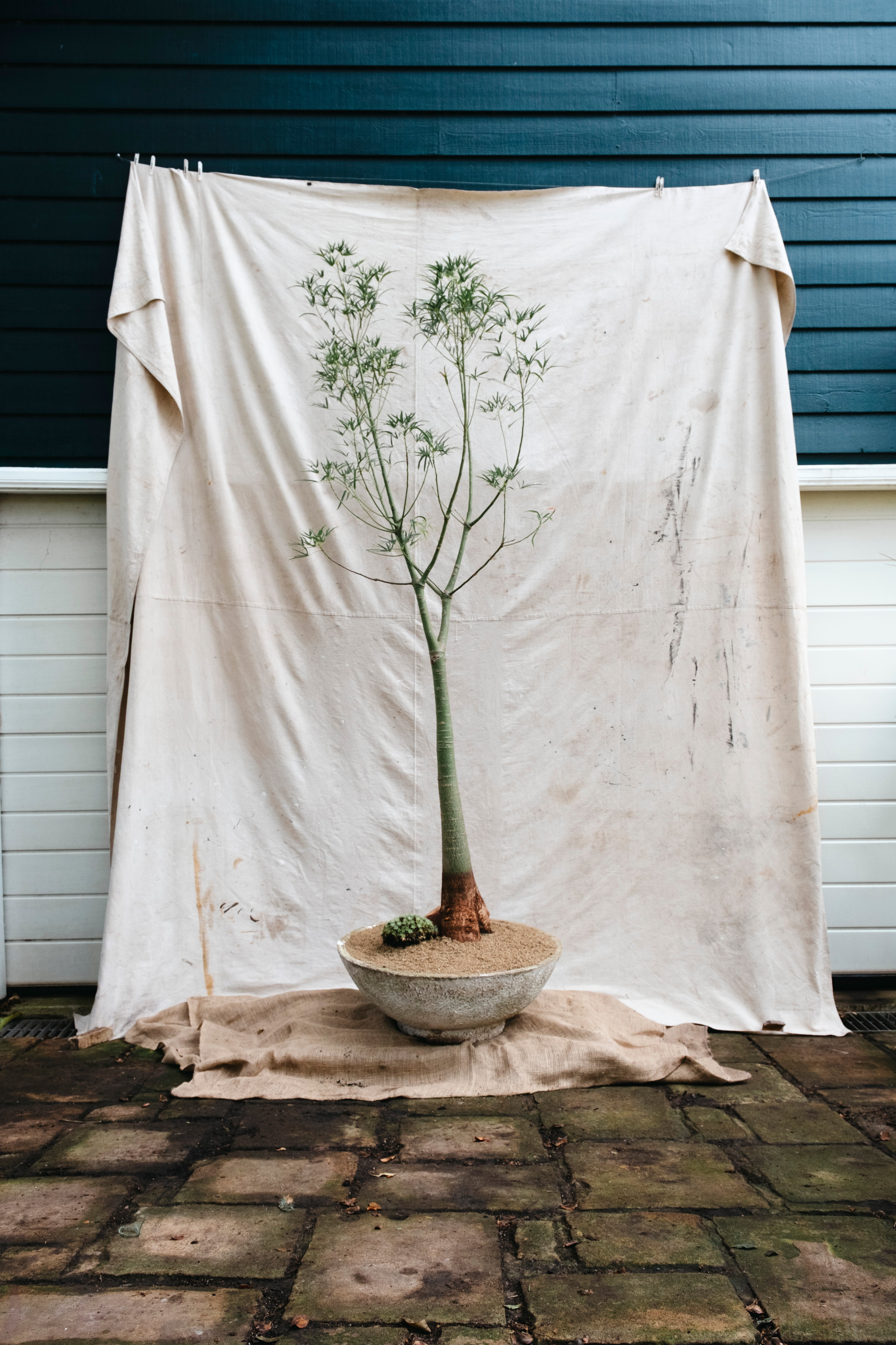 BRACHYCHITON RUPESTRIS Queensland Bottle Tree | 2.7m Architectural Specimen in Mid Century Concrete Bowl