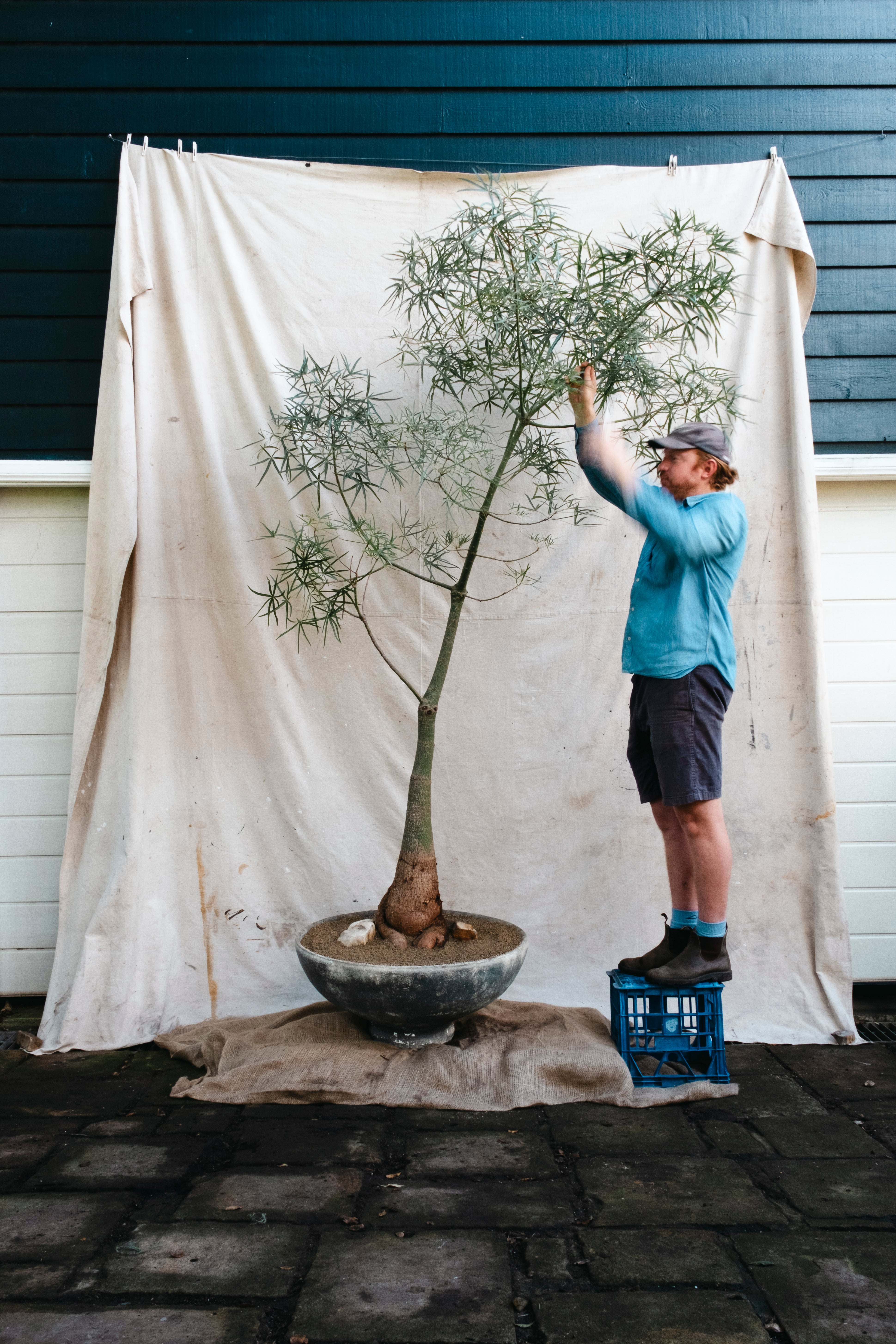BRACHYCHITON RUPESTRIS Queensland Bottle Tree | 2.75m Architectural Specimen in Mid Century Planter