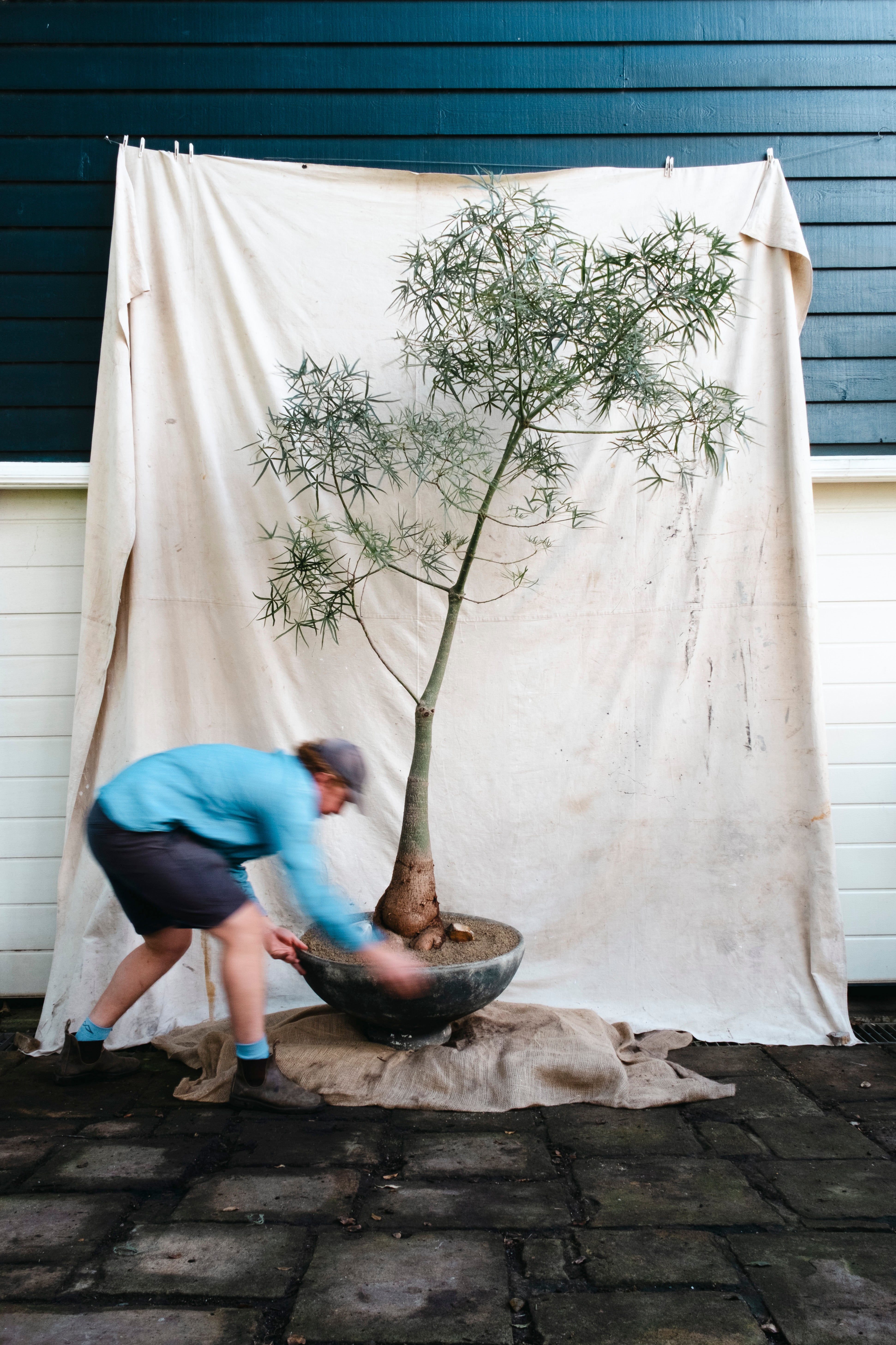 BRACHYCHITON RUPESTRIS Queensland Bottle Tree | 2.75m Architectural Specimen in Mid Century Planter
