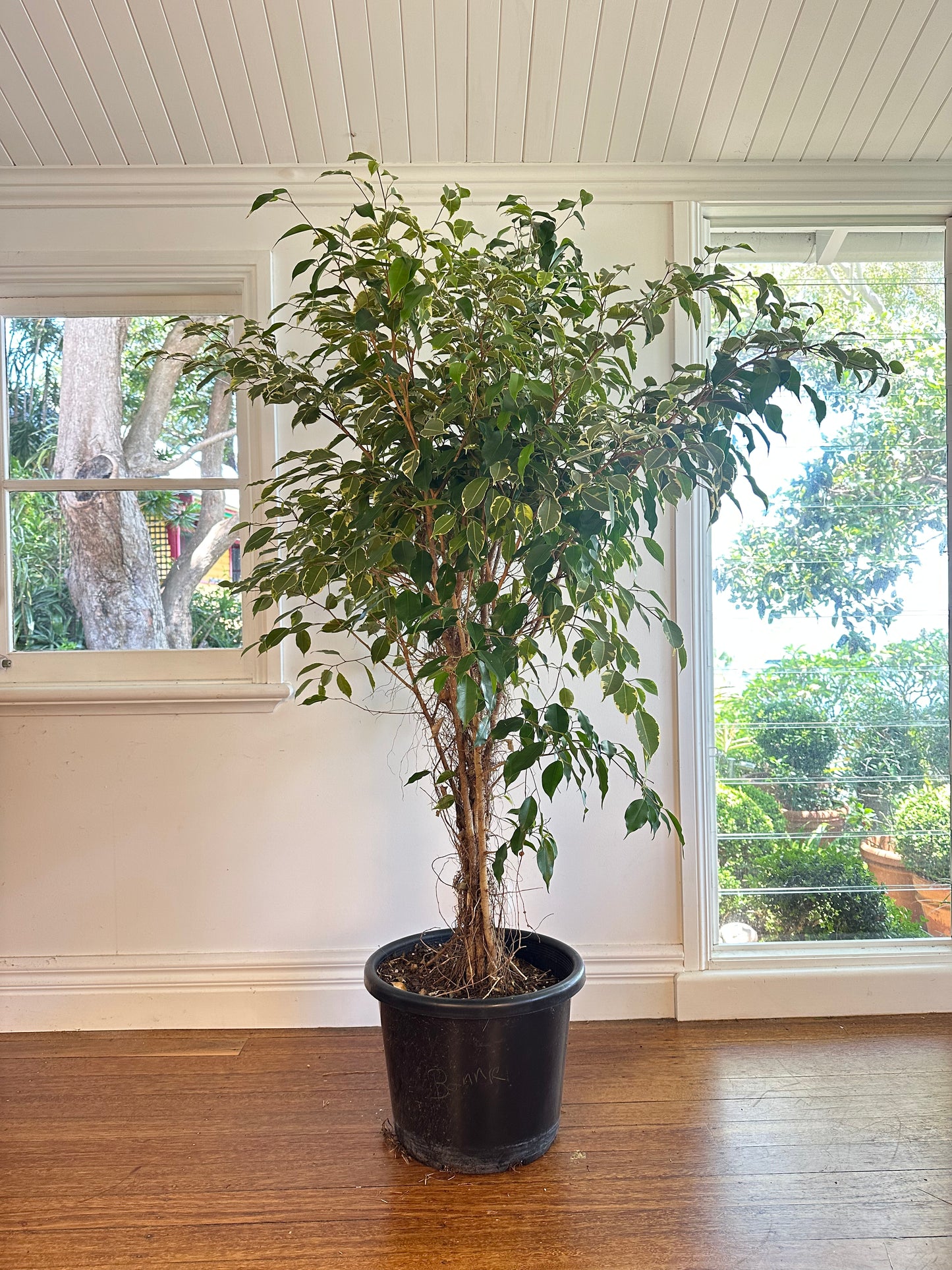 Weeping Fig / Ficus benjamina / Ø40cm / 1.8m tall / "Bonnie"