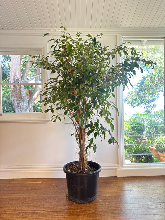 Weeping Fig / Ficus benjamina / Ø40cm / 1.8m tall / "Bonnie"