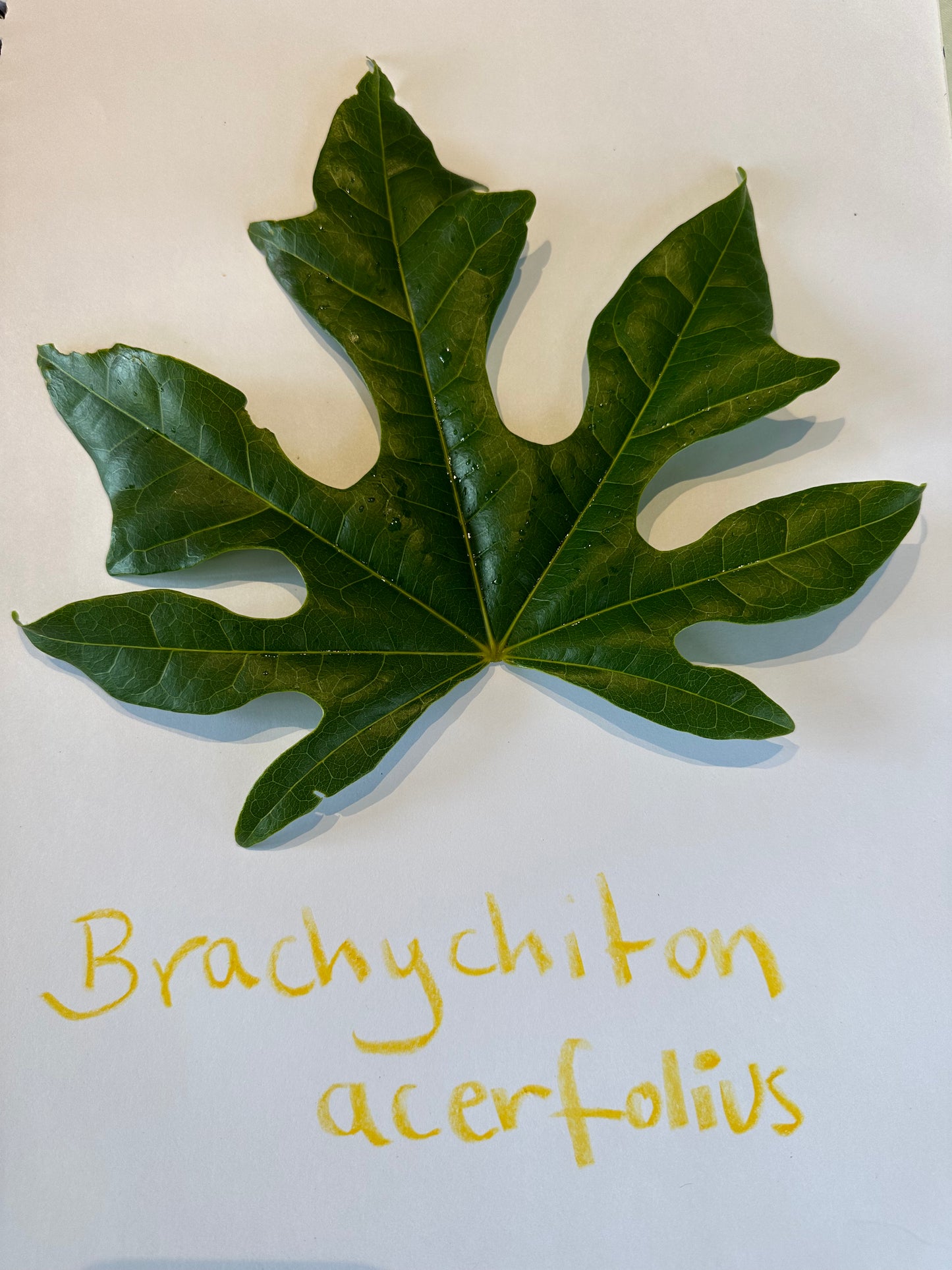 Leaf detail
