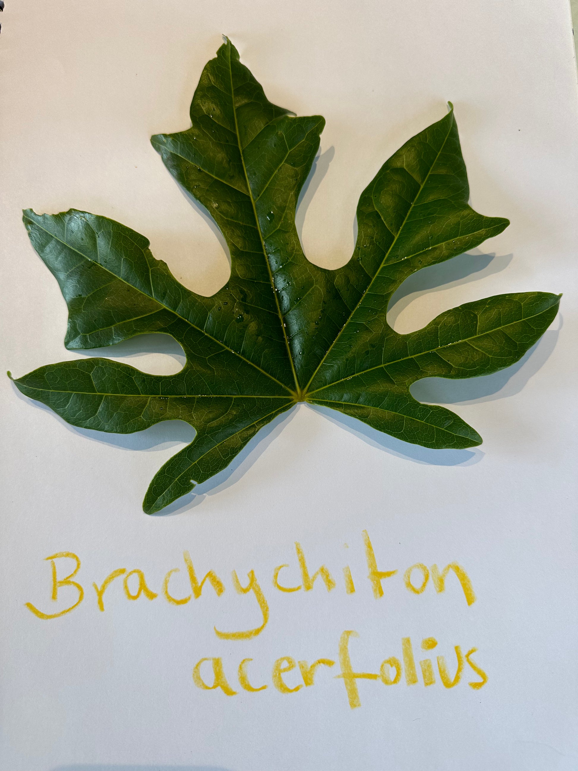 Leaf detail