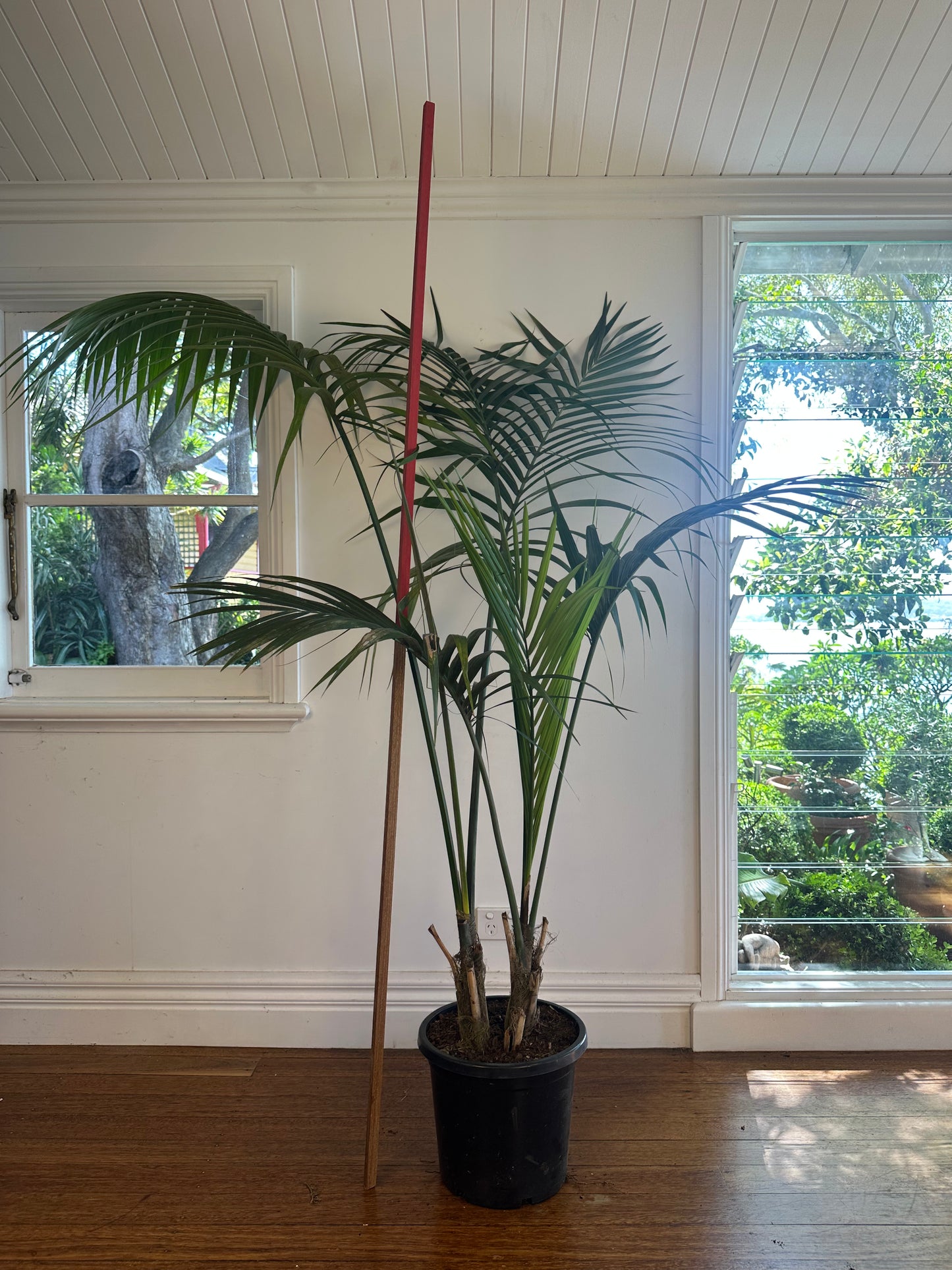 Kentia Palm / Howea forsteriana / Ø30cm / 1.6m h / "Cammie"