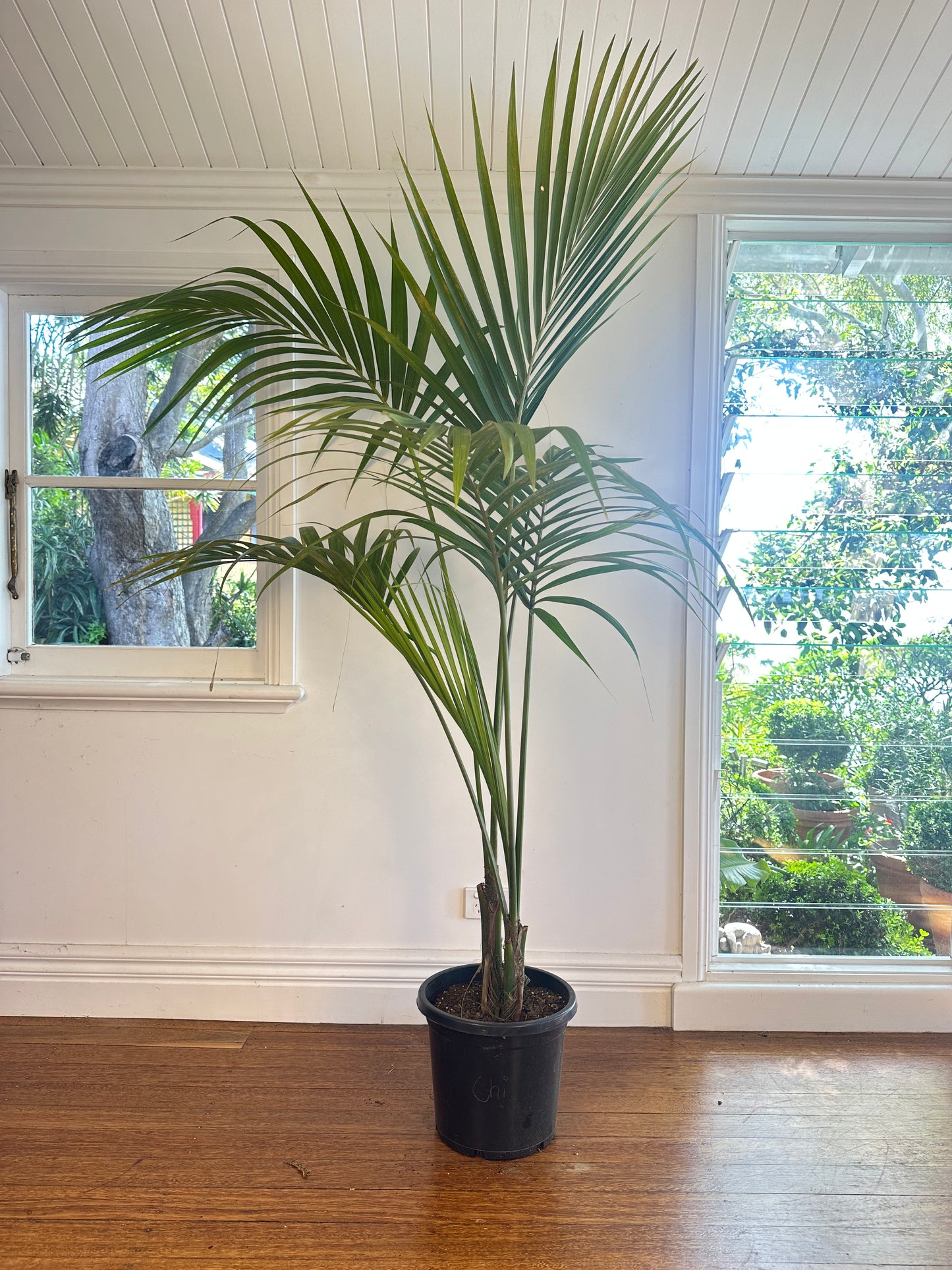 Kentia Palm / Howea forsteriana / Ø30cm / 1.8m h / "Chi"