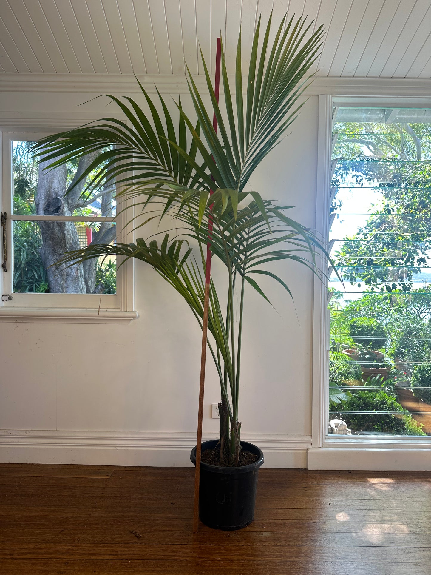 Kentia Palm / Howea forsteriana / Ø30cm / 1.8m h / "Chi"