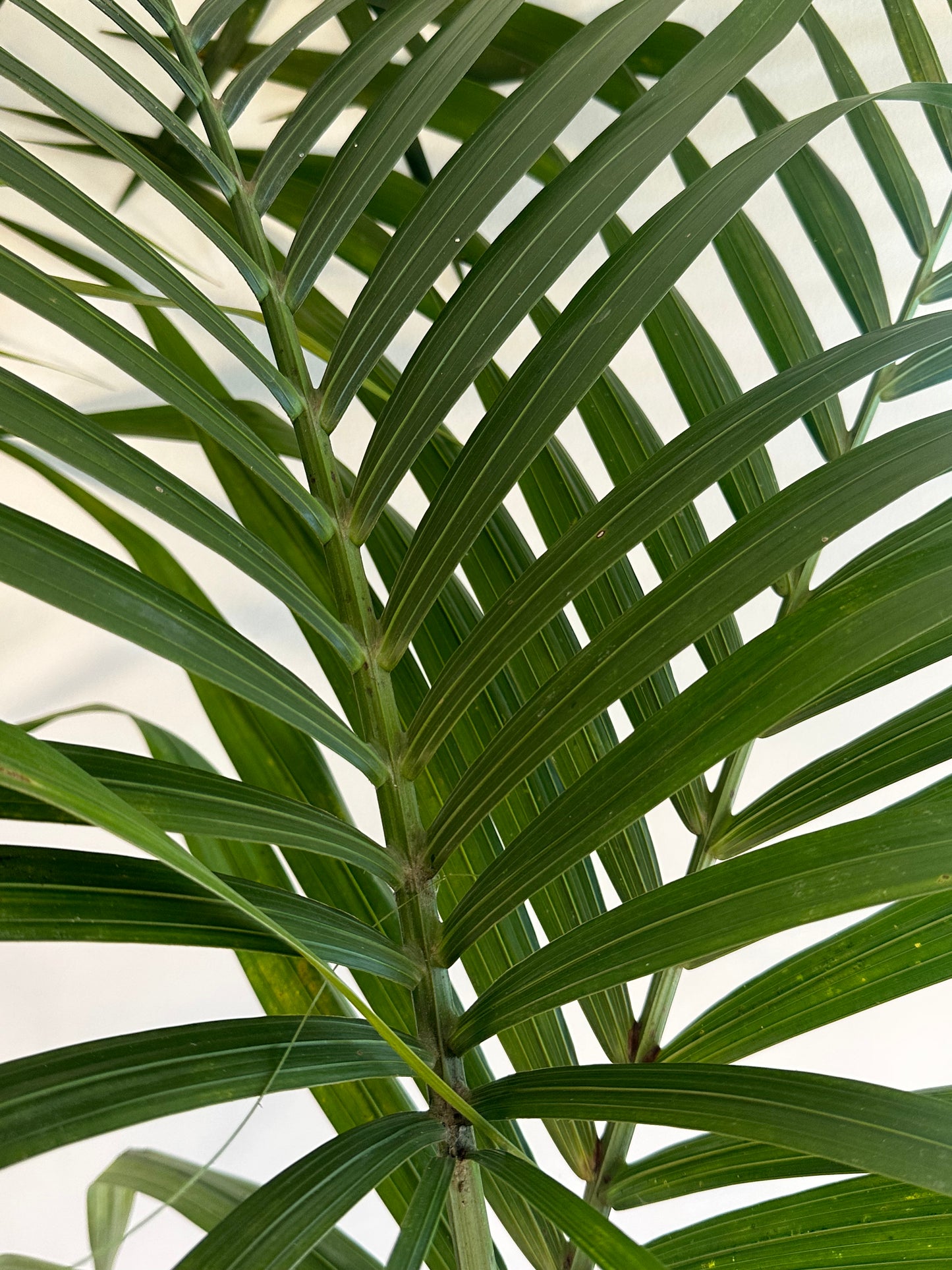 Kentia Palm / Howea forsteriana / Ø30cm / 1.6m h / "Cammie"