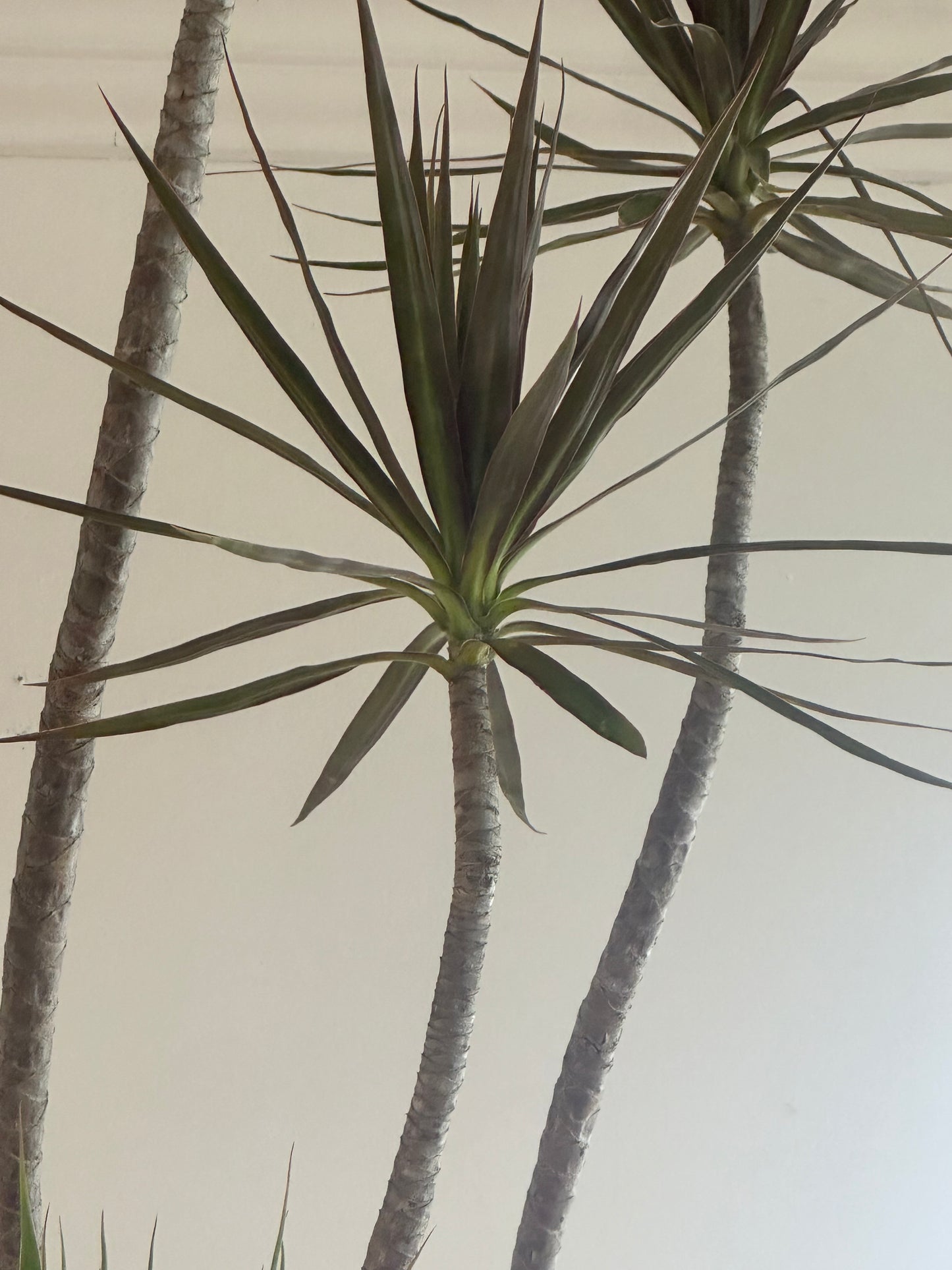 Dragon tree / Dracaena marginata / Ø30cm / 1.9m h/ "Rick"