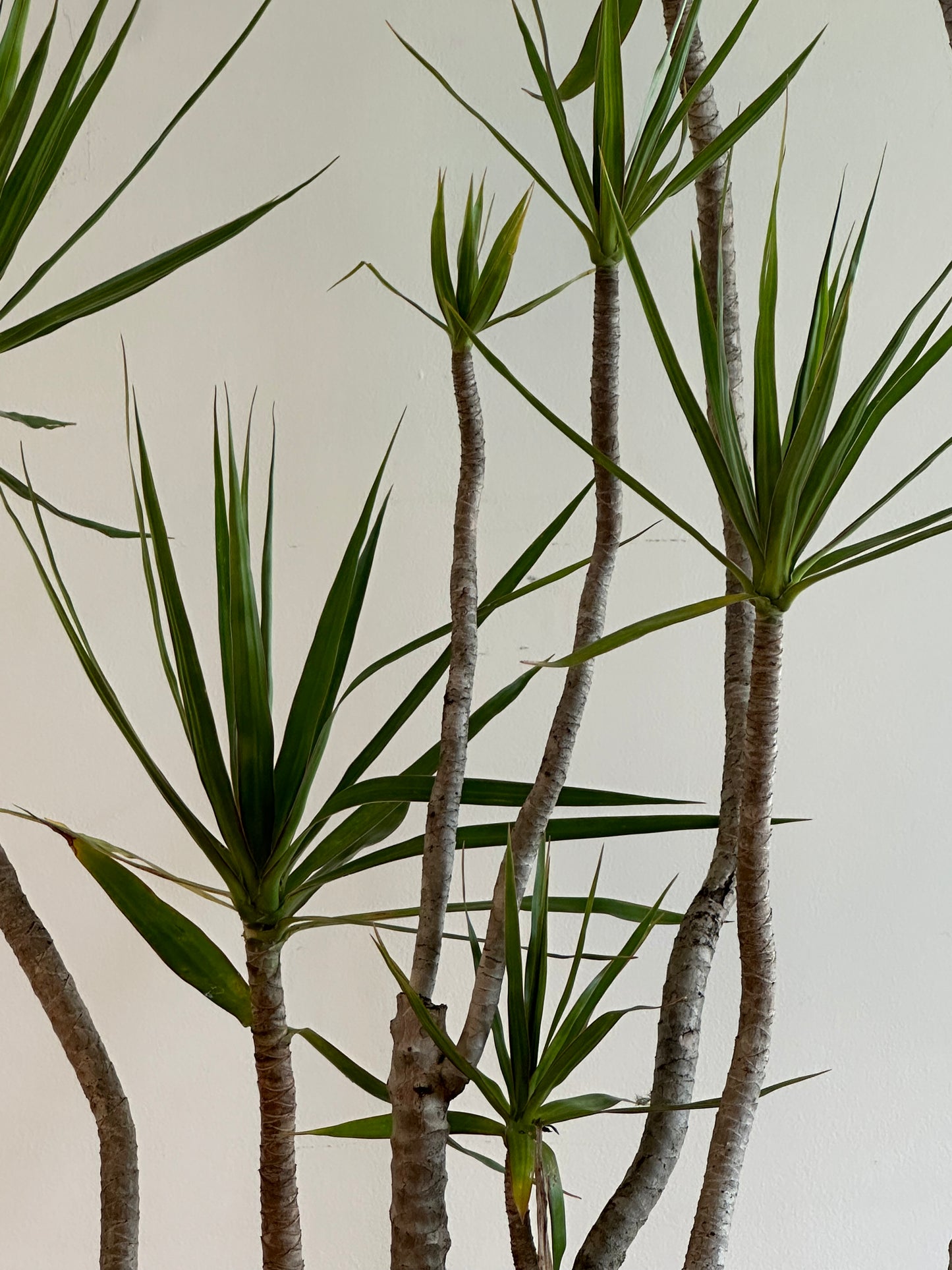 Dragon tree / Dracaena marginata / Ø30cm / 1.9m h/ "Rick"