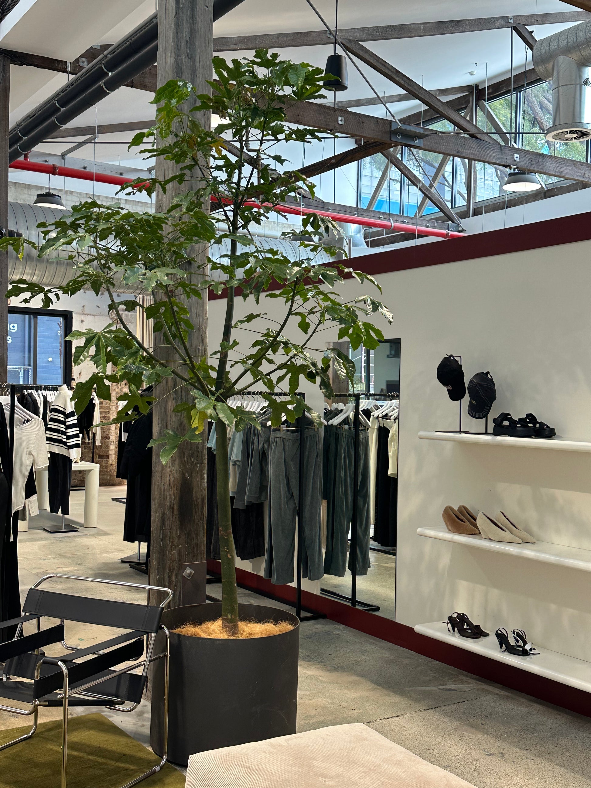 One of our Brachychiton acerfolius in the Camilla and Marc Rosebery store. 
