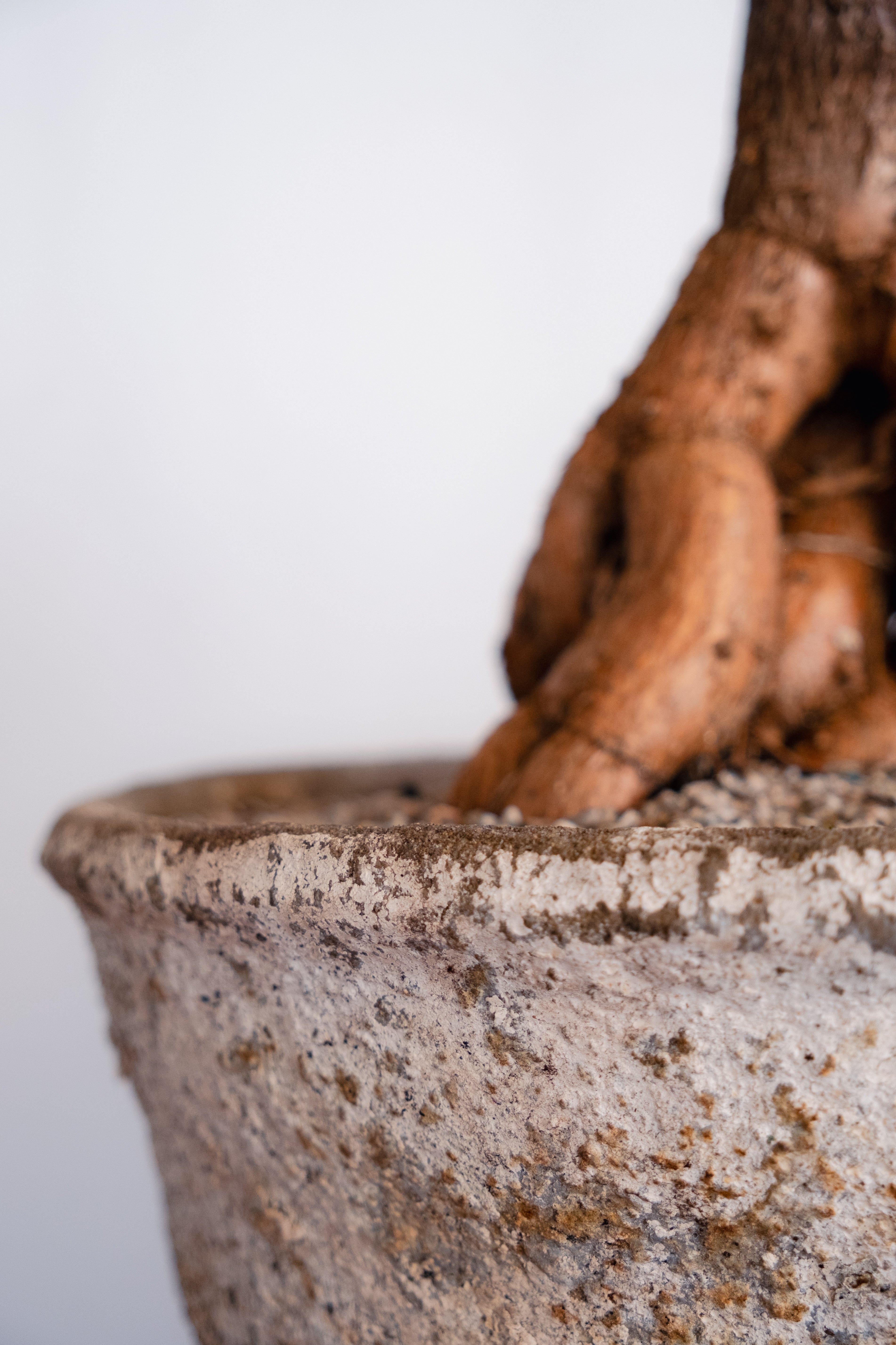 Bottle Tree (Brachychiton rupestris) in Vintage Concrete Planter