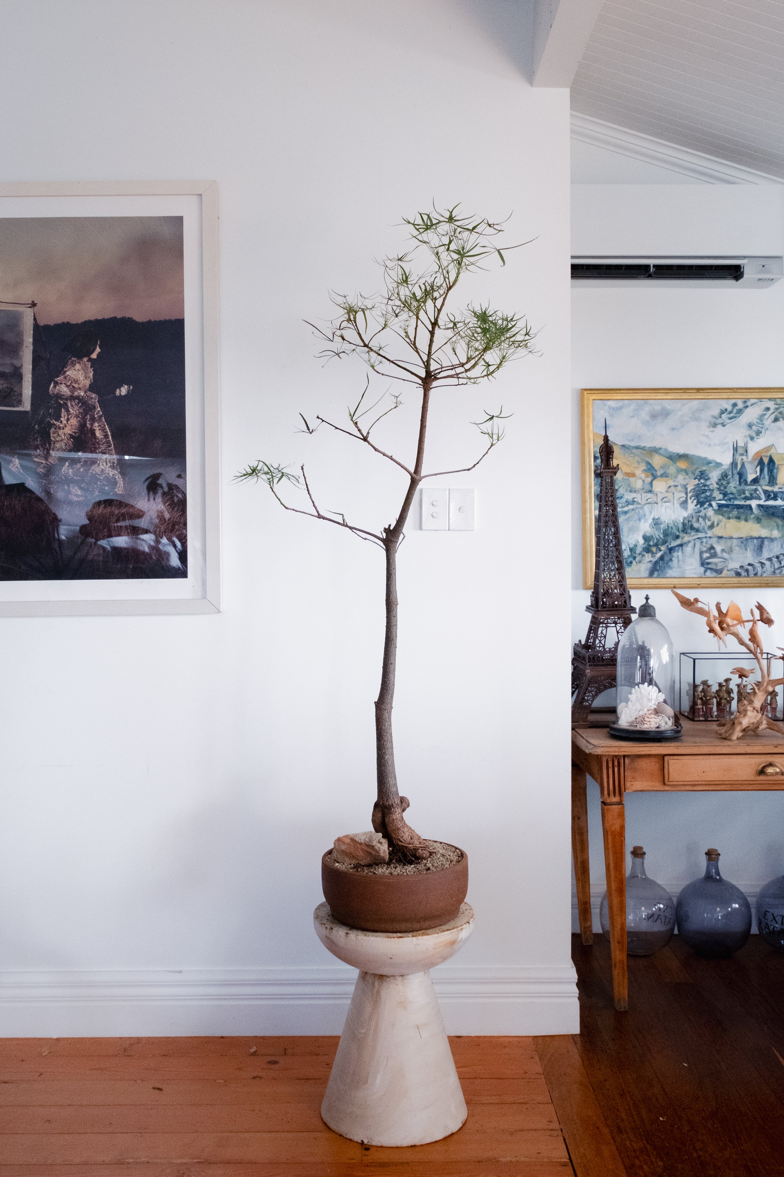 Bottle Tree (Brachychiton rupestris) in Vintage Clay Bowl