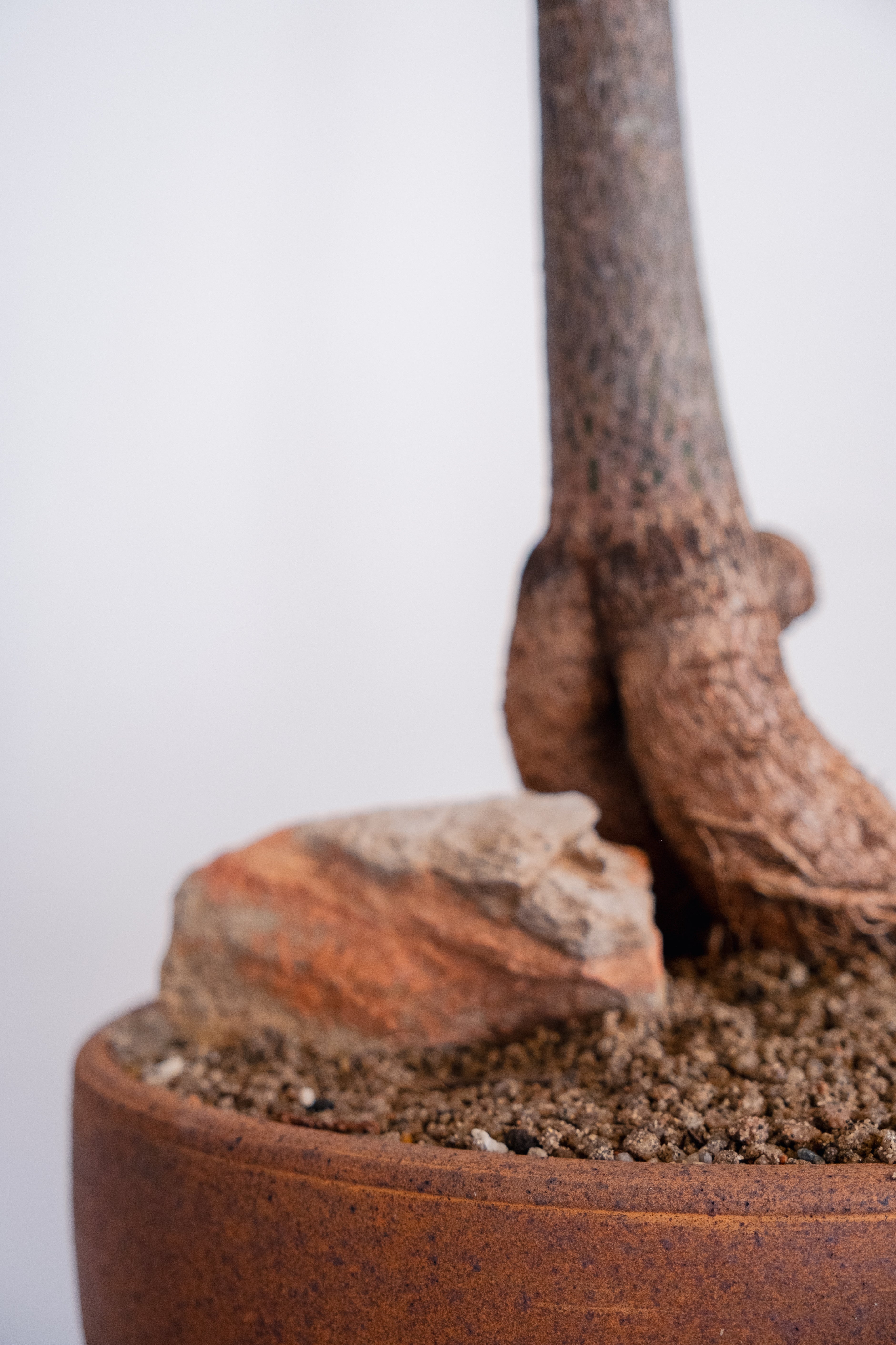 Bottle Tree (Brachychiton rupestris) in Vintage Clay Bowl