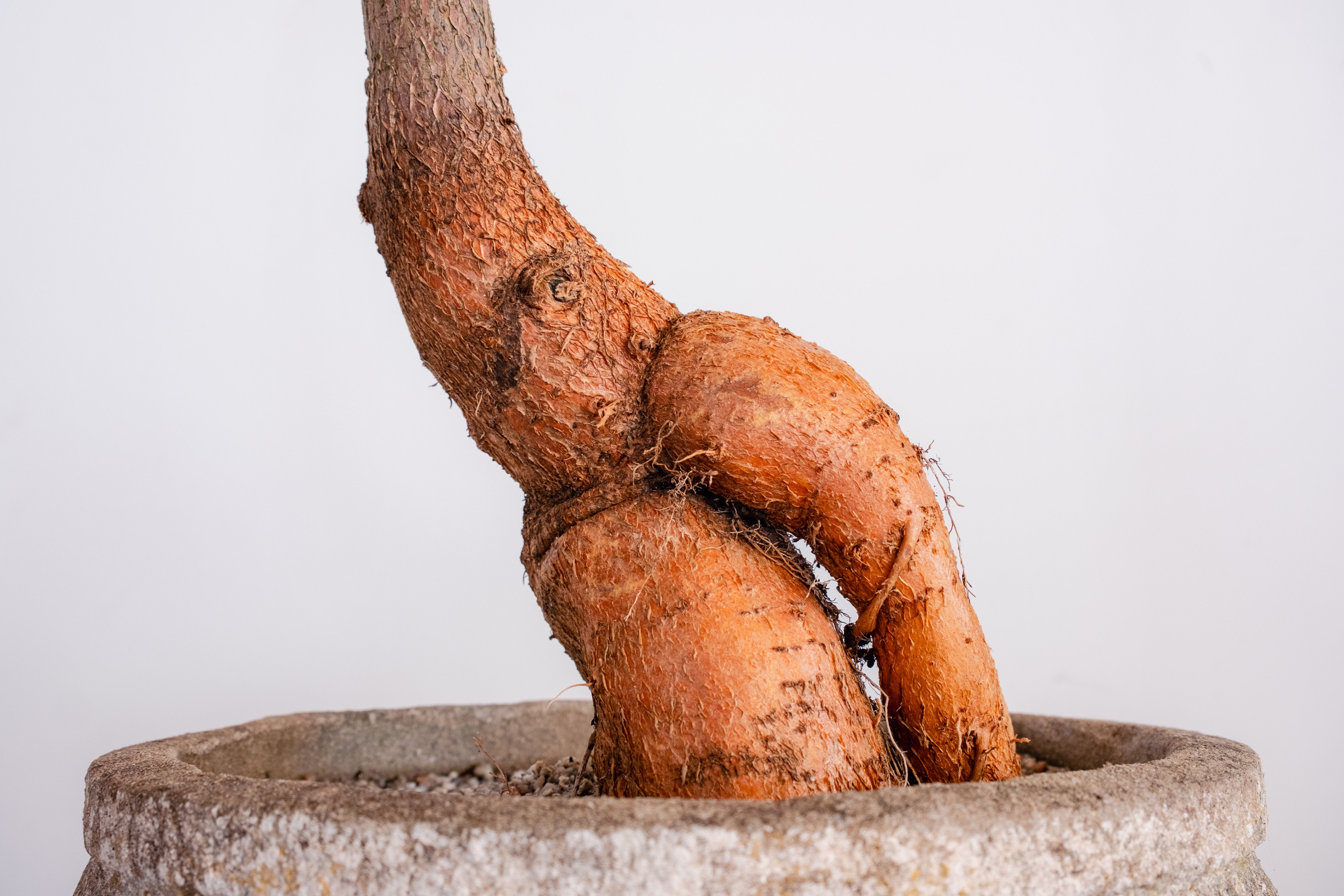 Bottle Tree (Brachychiton rupestris) in Vintage Concrete Vessel